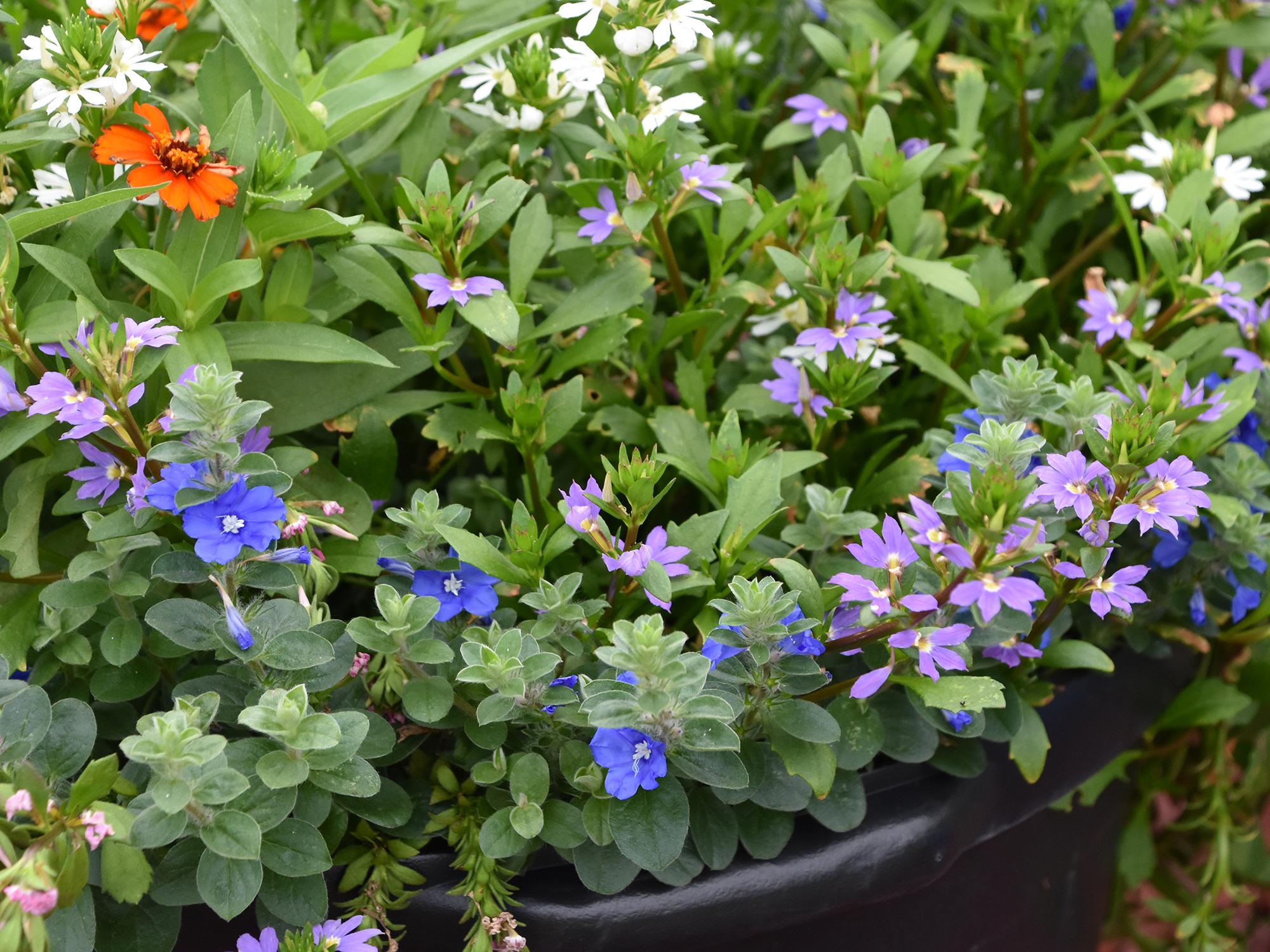 Scaevola – Tiny purple, white and orange flowers can be seen among a mass of green leaves.  
