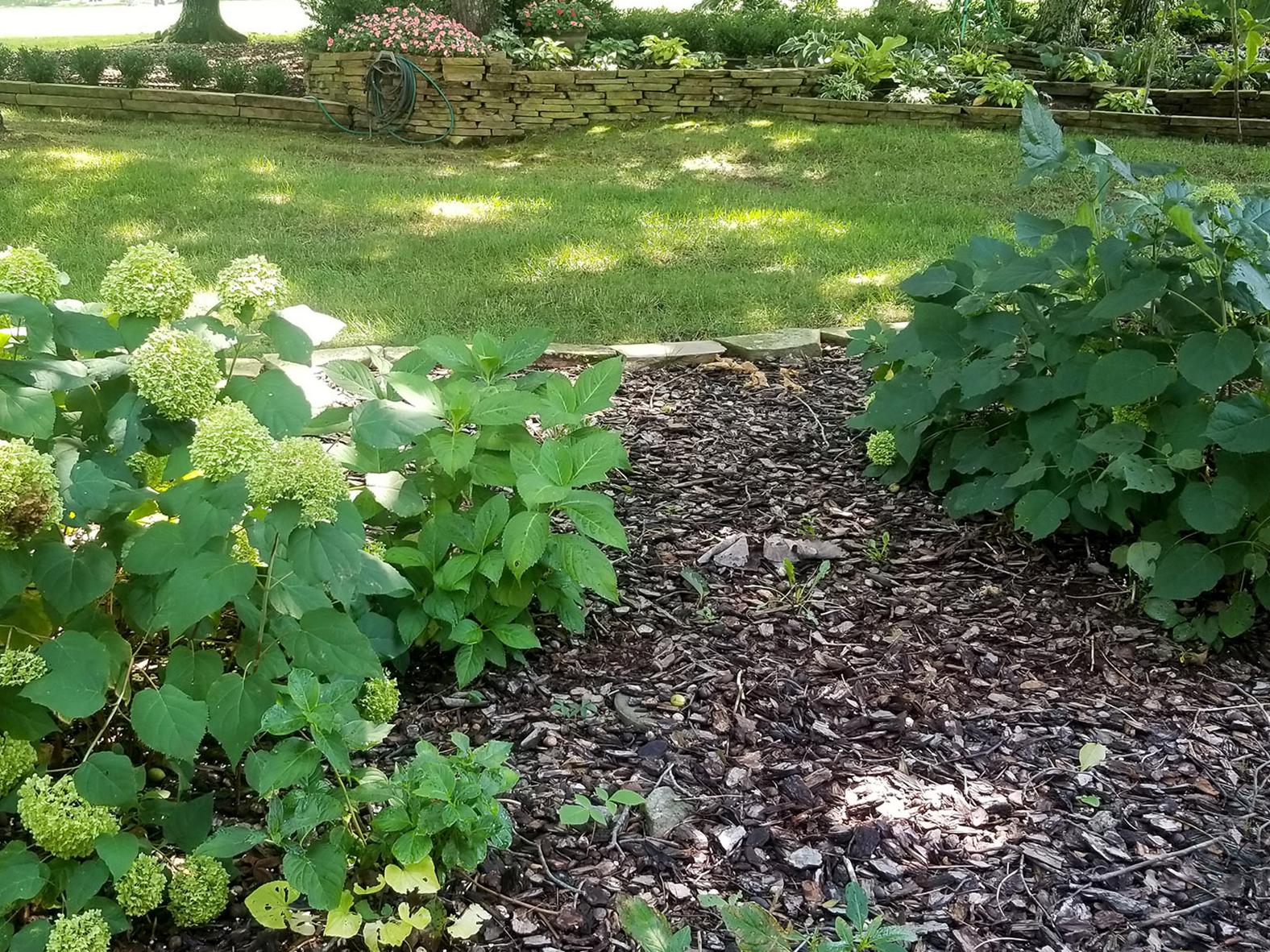 Two hydrangeas are pictured in the foreground of a garden, with one blooming and the smaller one not blooming.