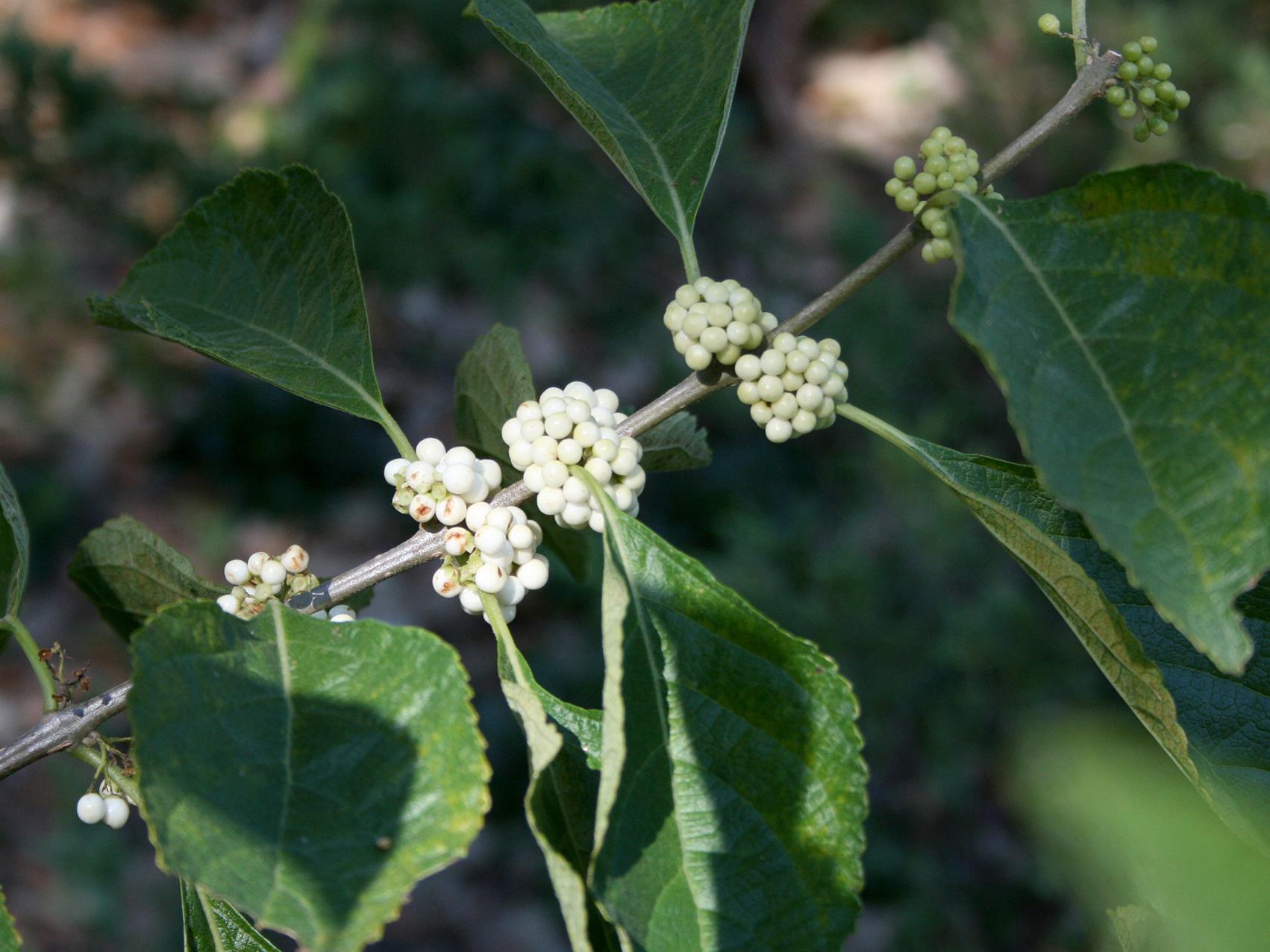 A single branch has bunches of white berries growing at each leaf junction.