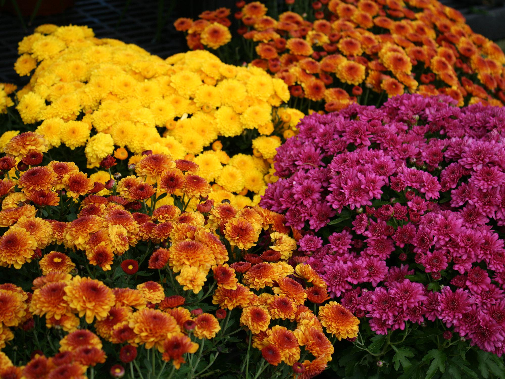 Two yellow and orange mums bloom on either side of a yellow mum and a purple mum.