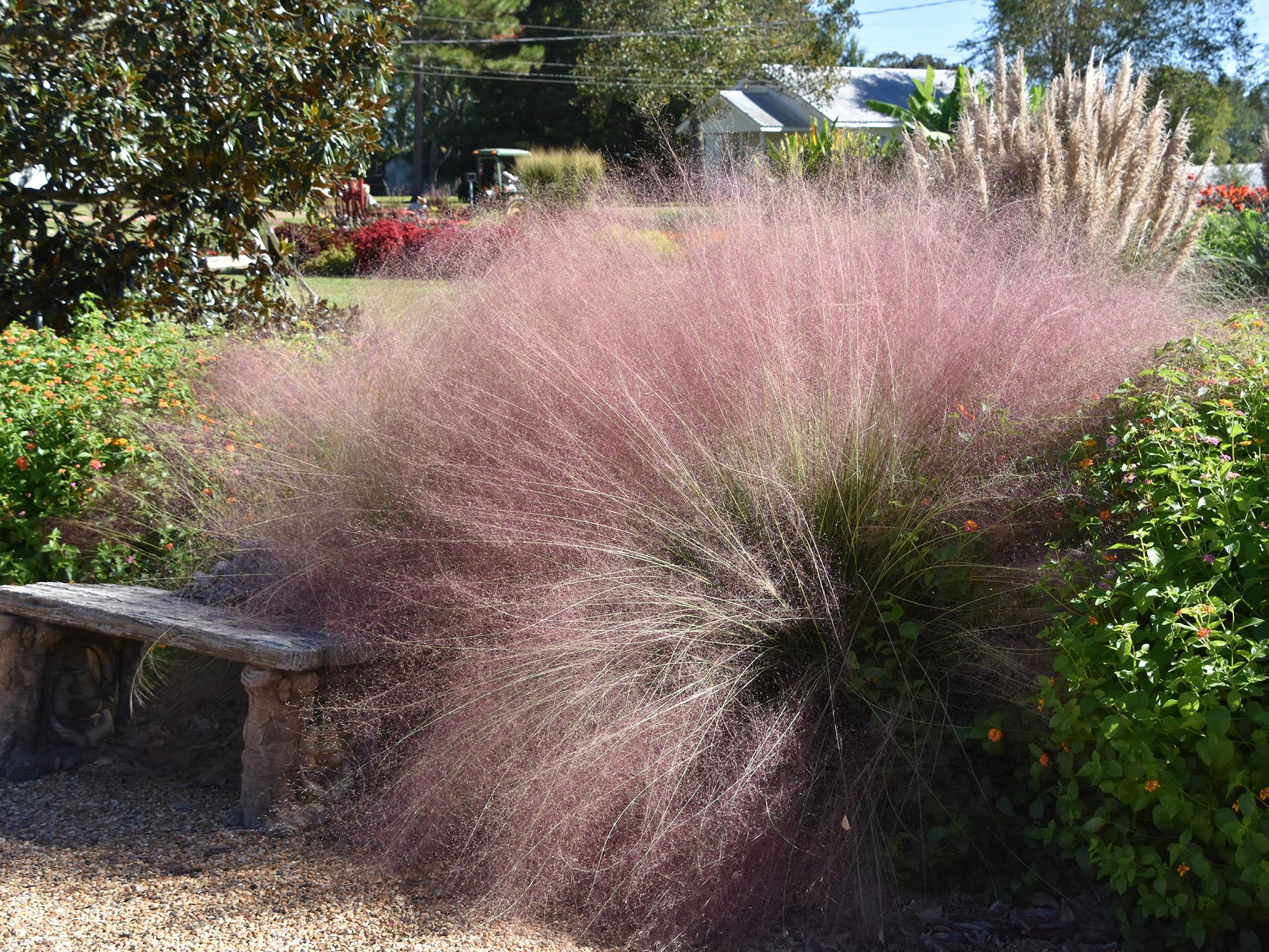 A mass of pink grasses billows beside a stone bench in a garden with greenery all around.