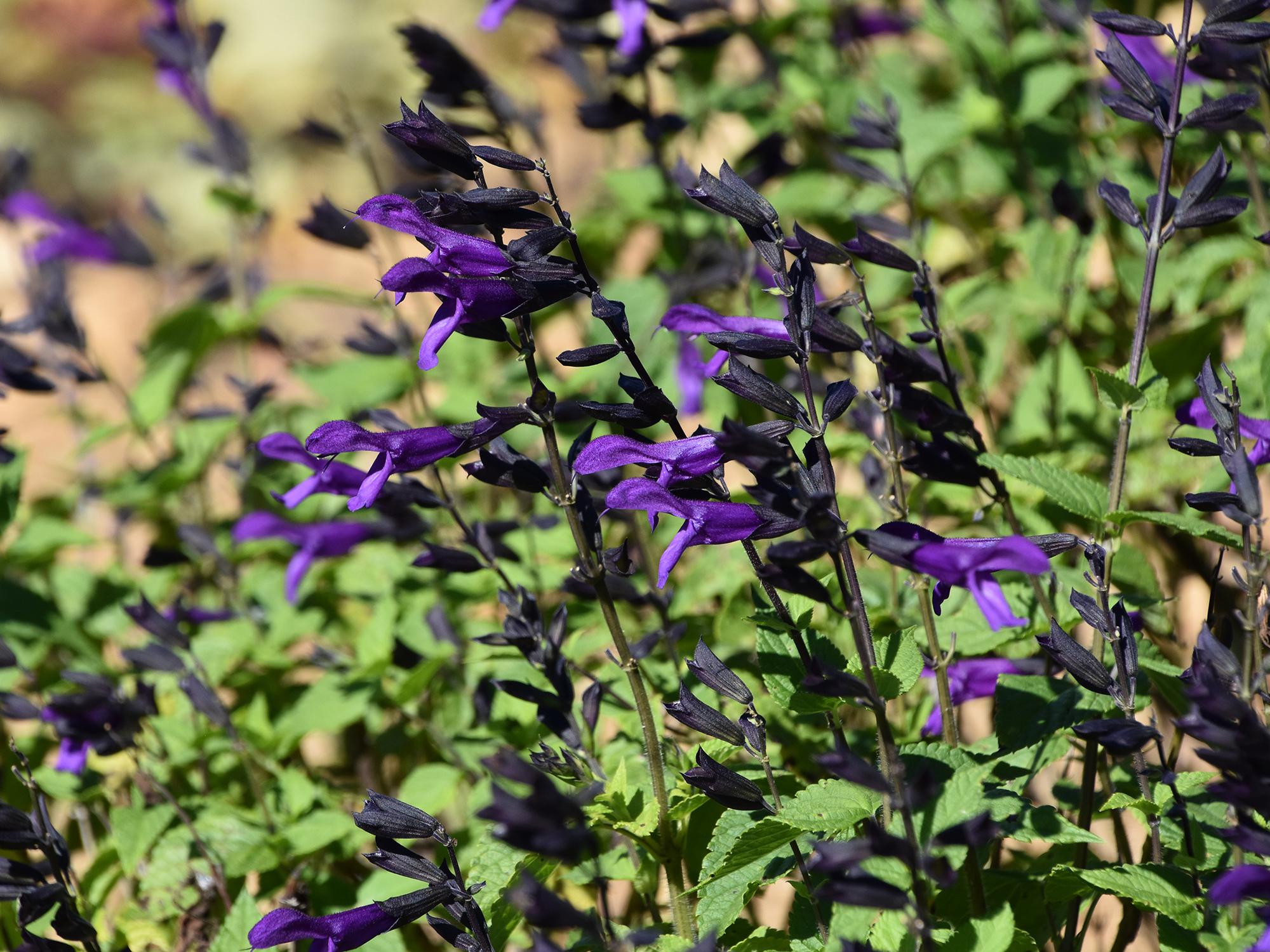 Small, vivid purple flowers bloom from dark spikes against a green background.