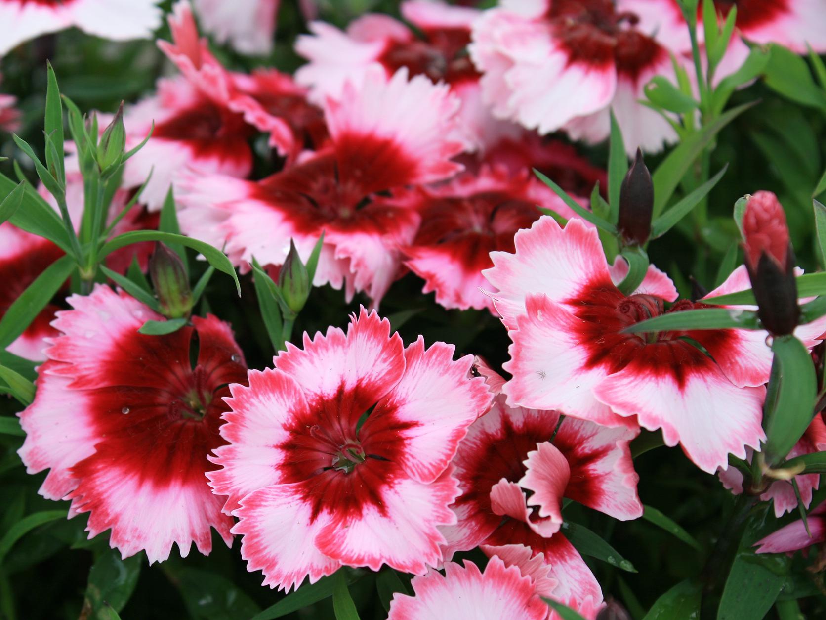A cluster of ruffled pink flowers with vivid red centers is pictured on green stems.