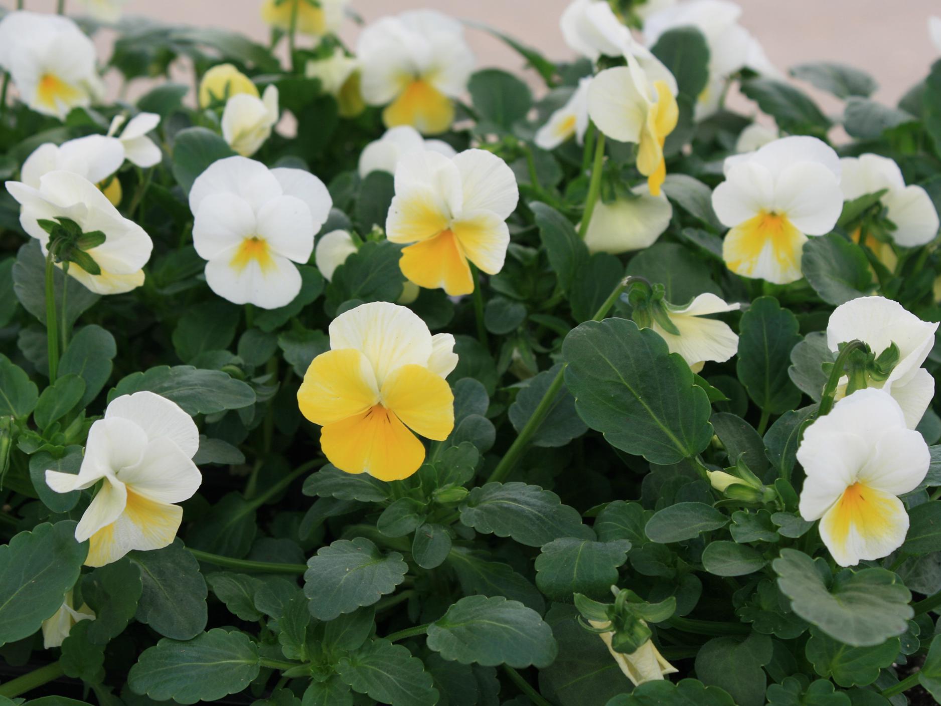 Several white flowers have a lower petal of yellow and rise above a sea of green foliage.