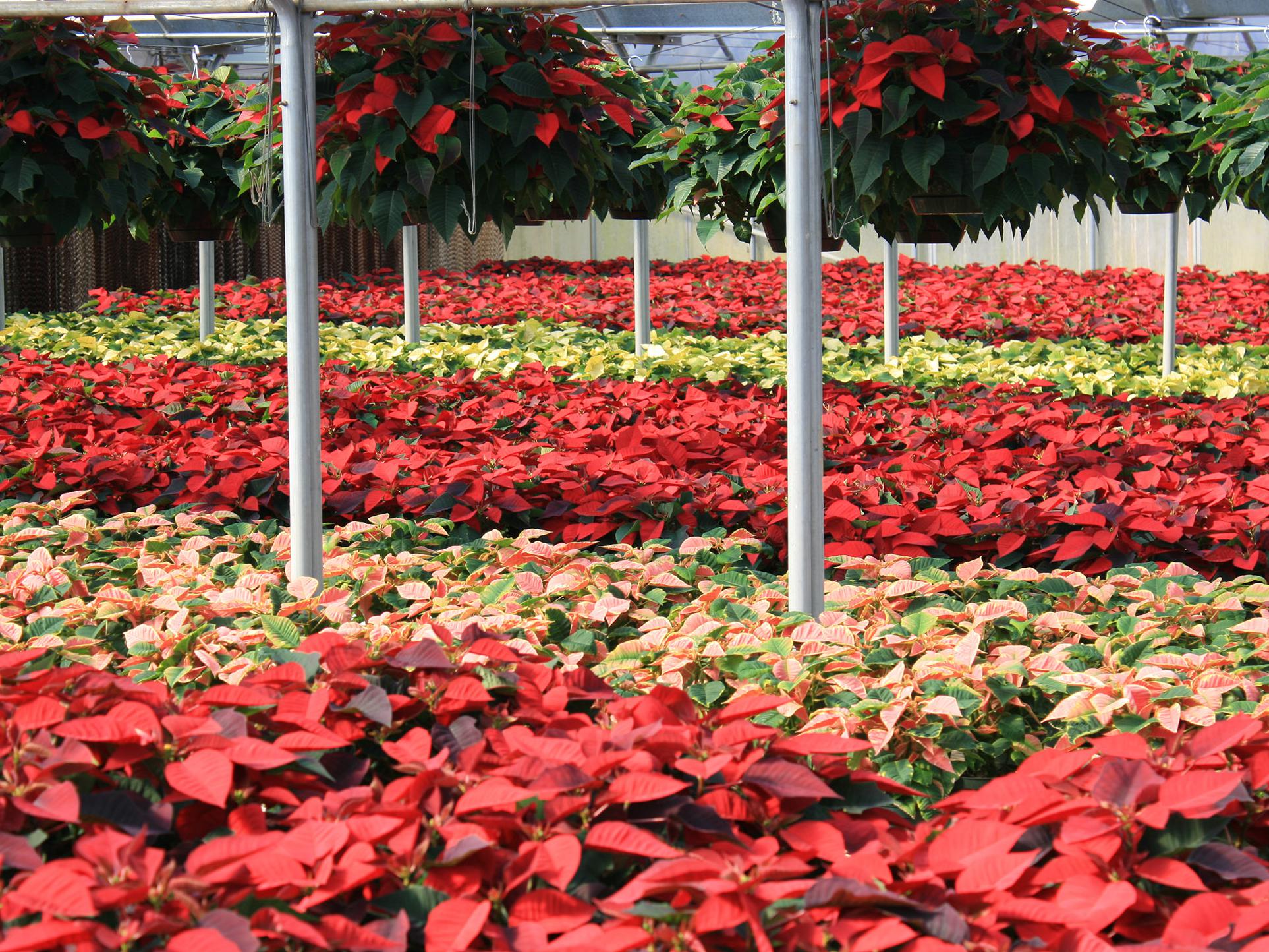 Nurseries have provided thousands of Christmas poinsettias in a variety of colors to decorate homes for the holidays. 