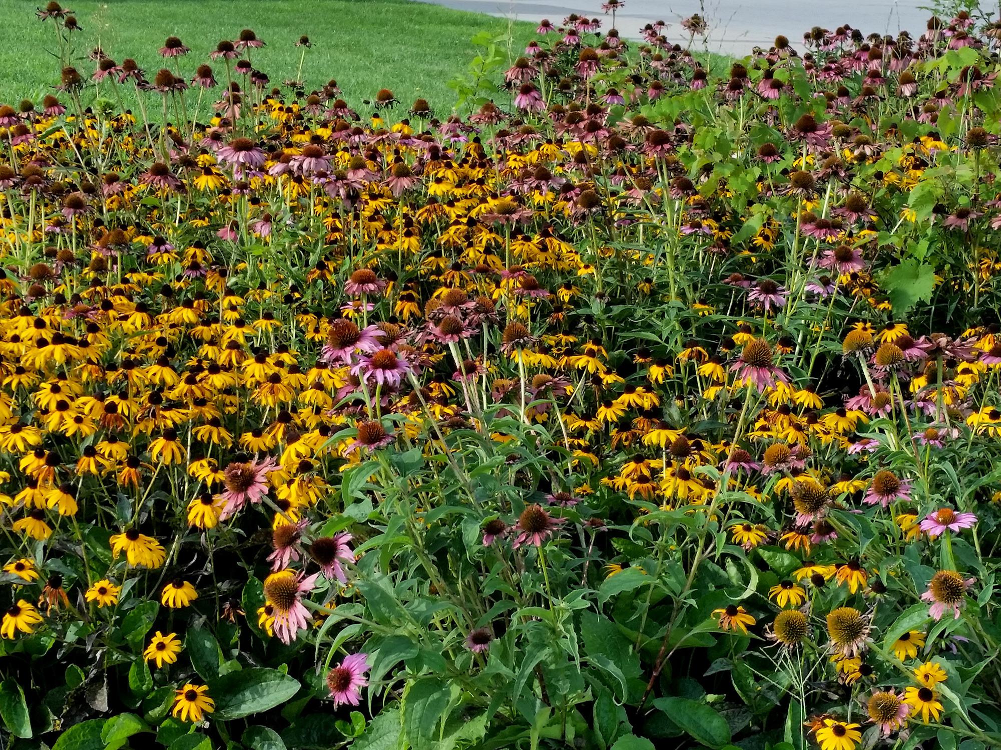 A sea of yellow flowers with black centers and pink flowers with orange centers cover a flower bed.