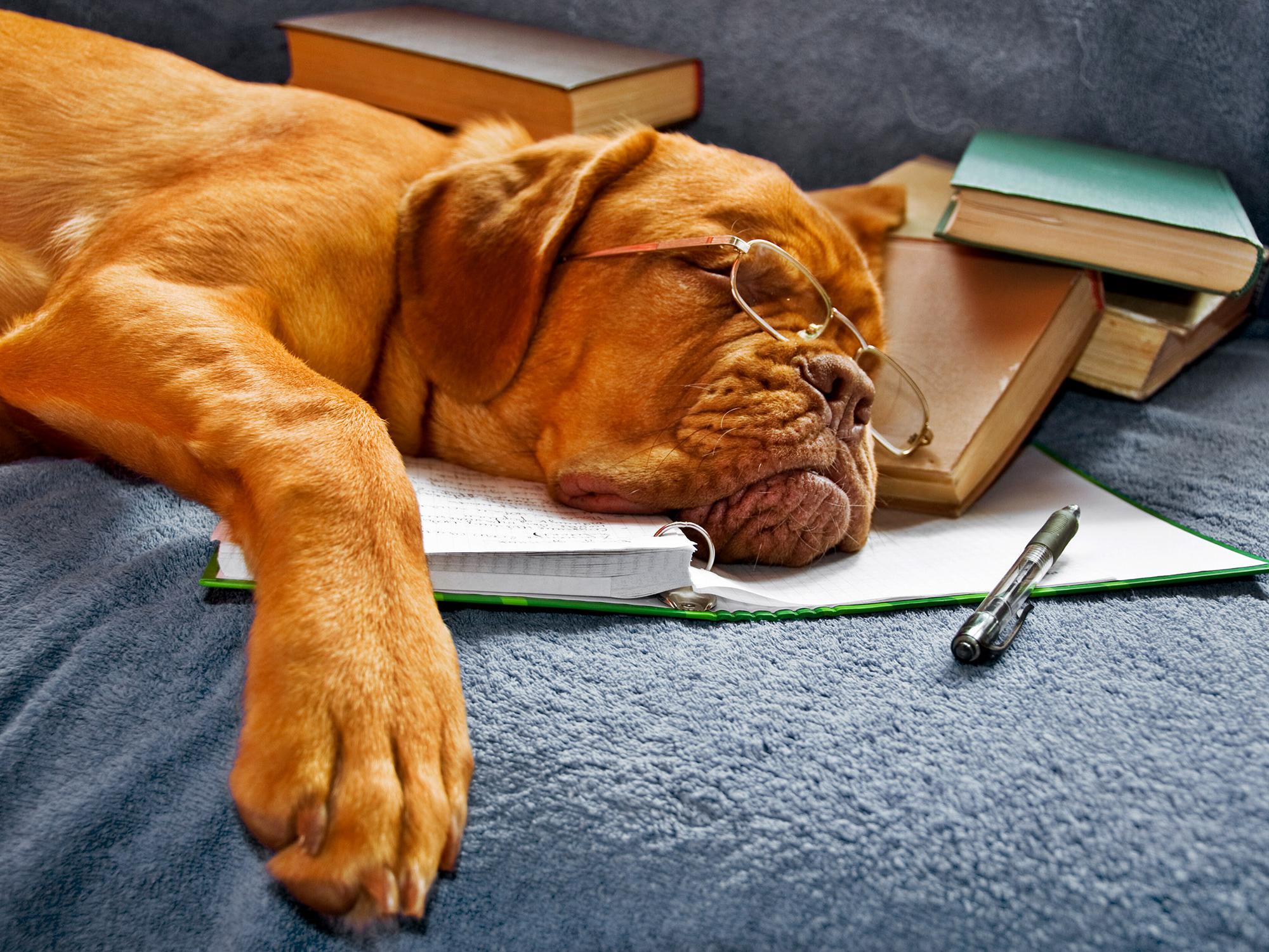Dog with glasses sleeping on a notebook.