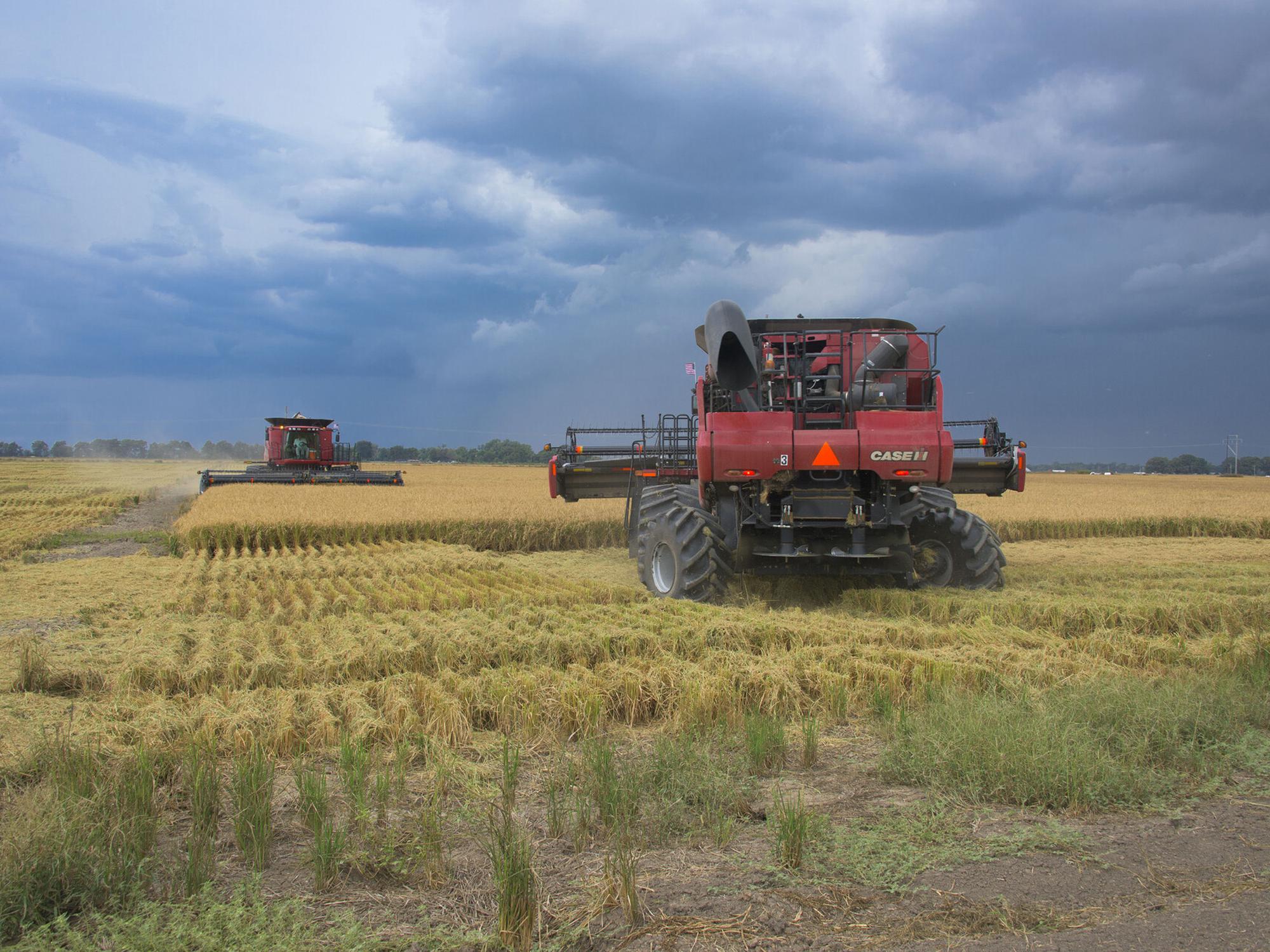 Two large, red farm machines sit in a partially harvested rice field under a dark-blue sky with lowering clouds