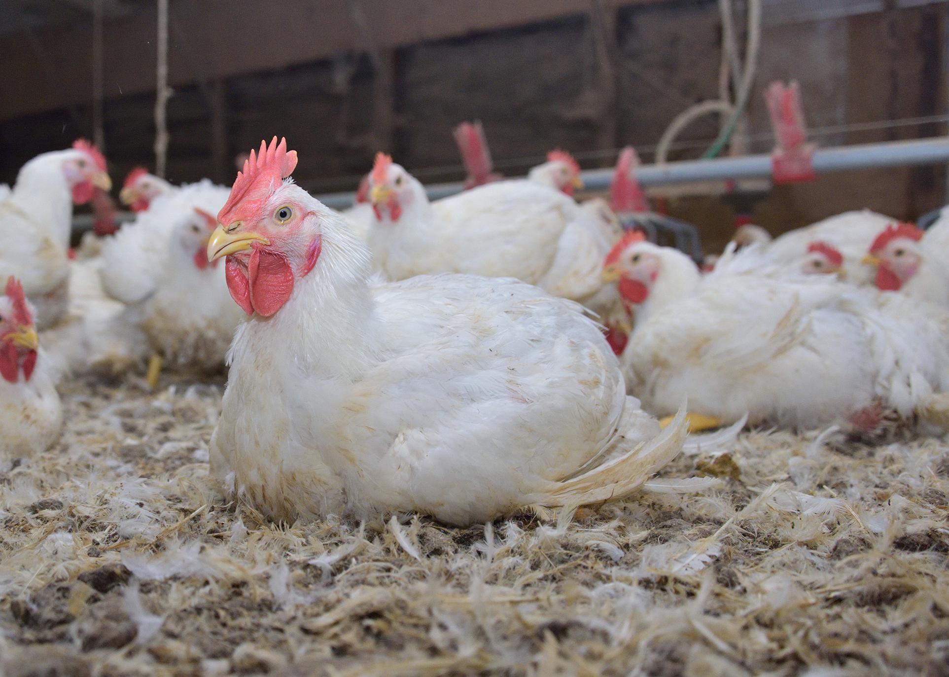 A white chicken sits among a flock of chickens in a poultry house.