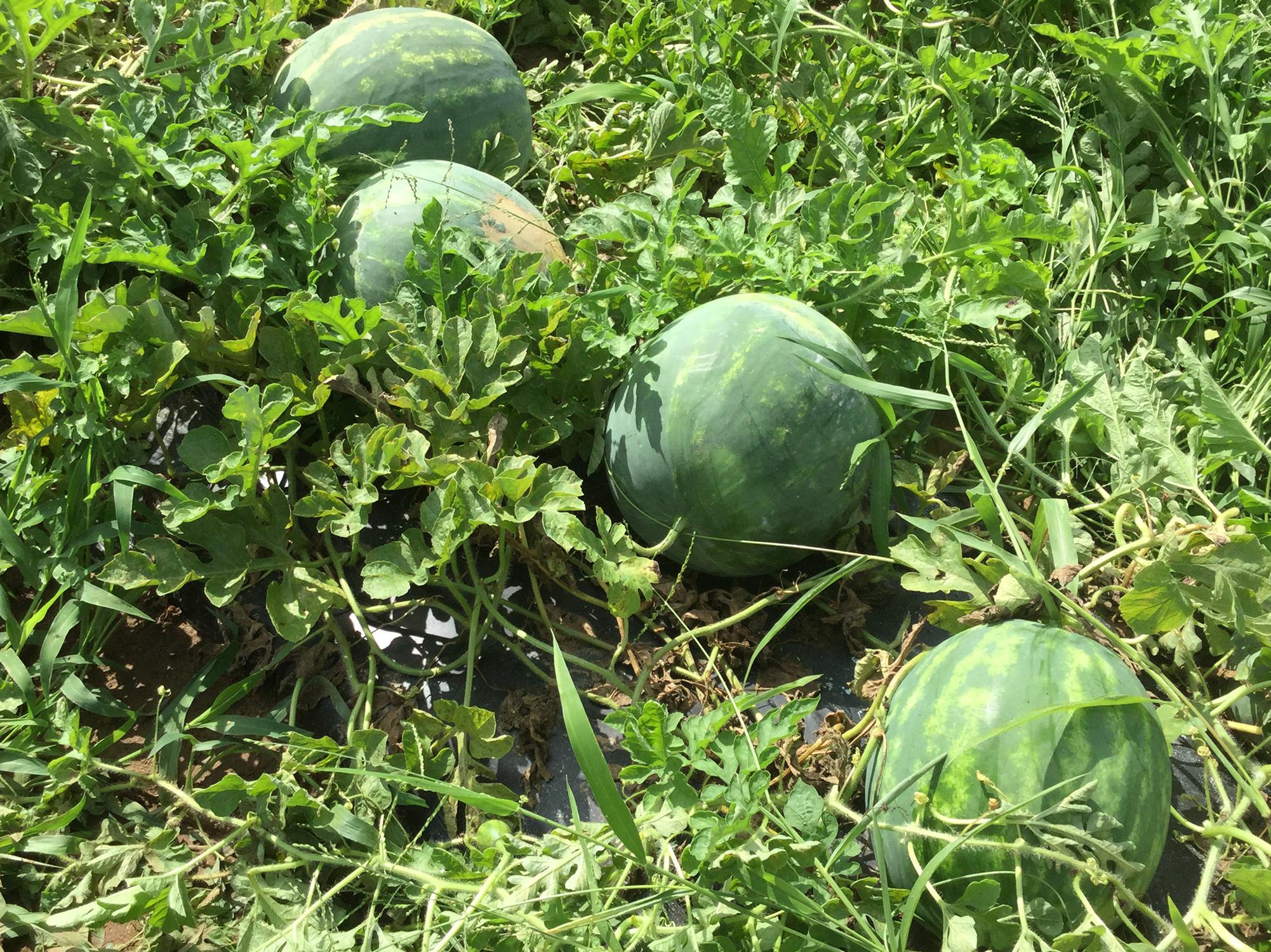 Four large, ripe watermelons lie among vines in the field.