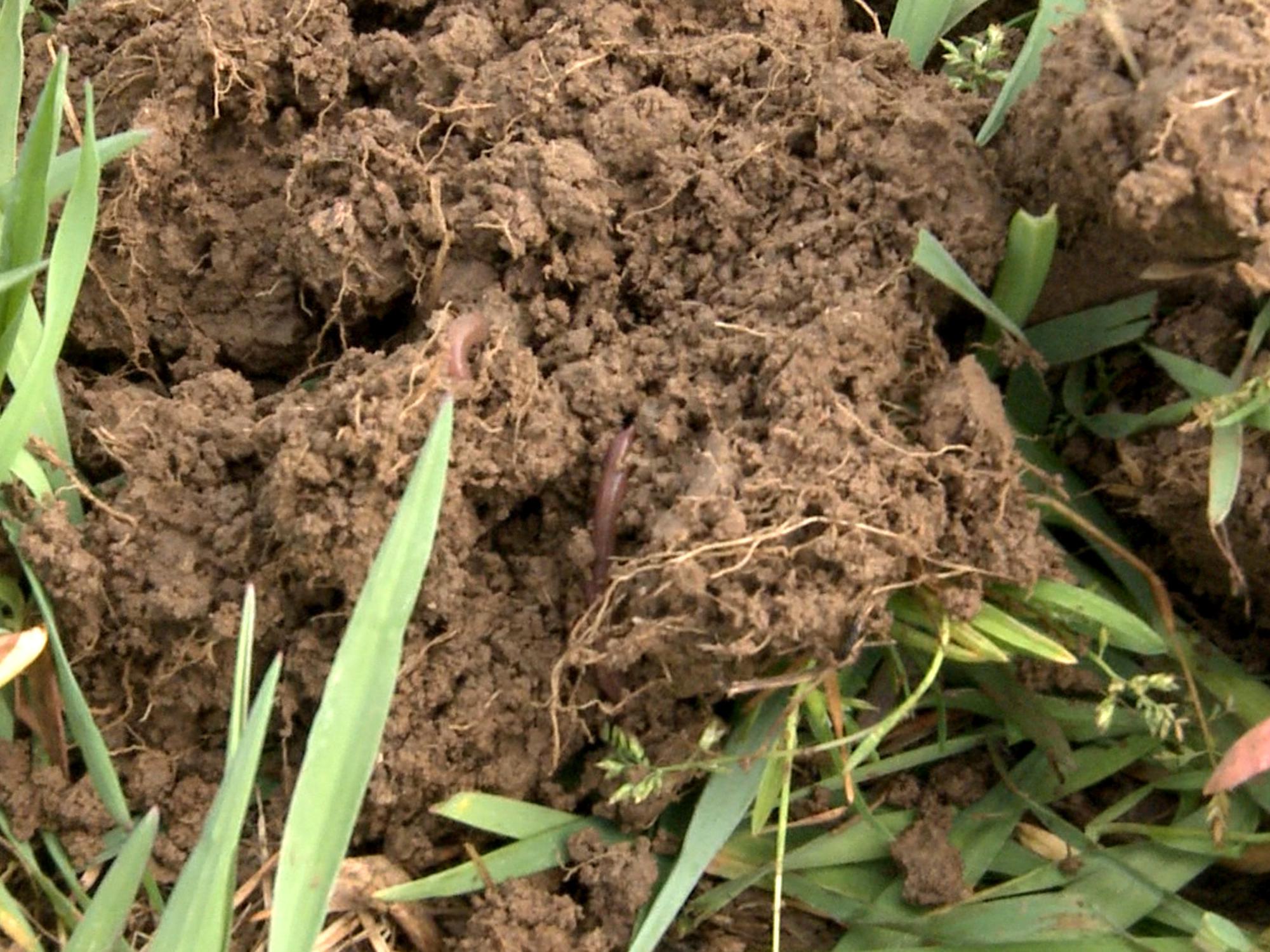 Fresh, dark soil with a large earthworm in the middle.