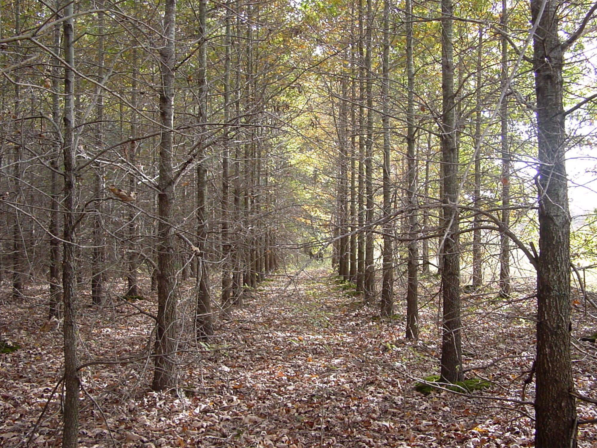 Rows of evenly spaced, young trees with brown leaves on the ground.
