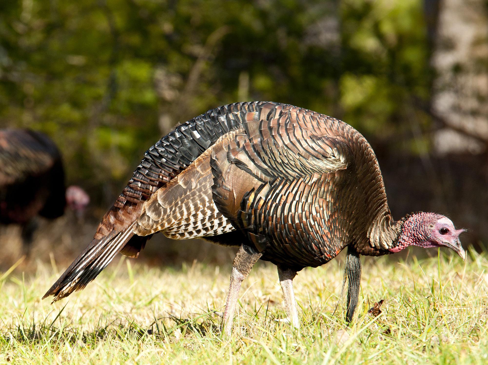 A mature turkey walks to the right through low grass as it examines the ground on a sunny day.