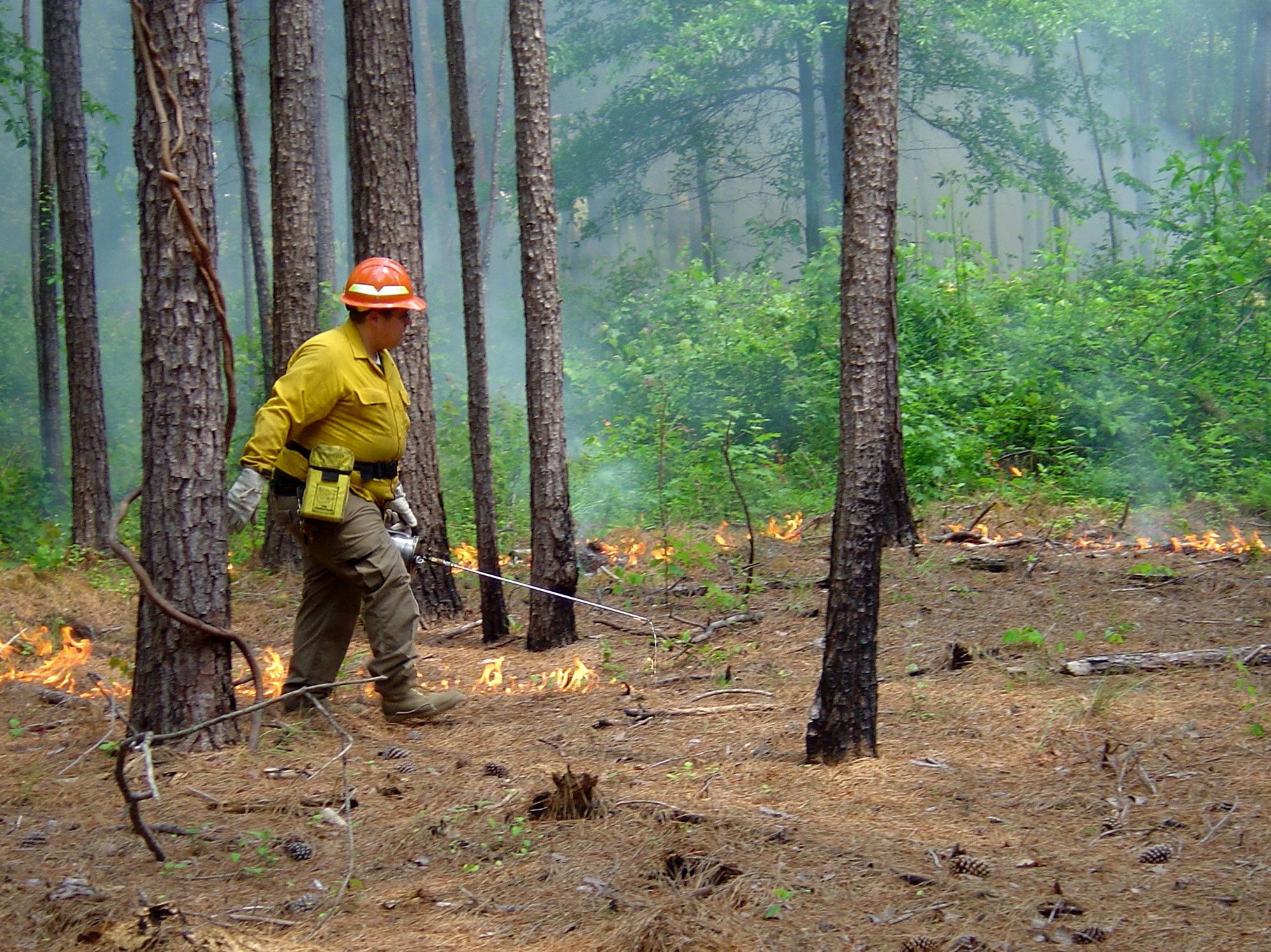 Man wearing hardhat and gloves walks across a stand of pine trees with a handheld torch pipe igniting pine straw on the ground. Background includes lines of low flames, greenery and smoke.