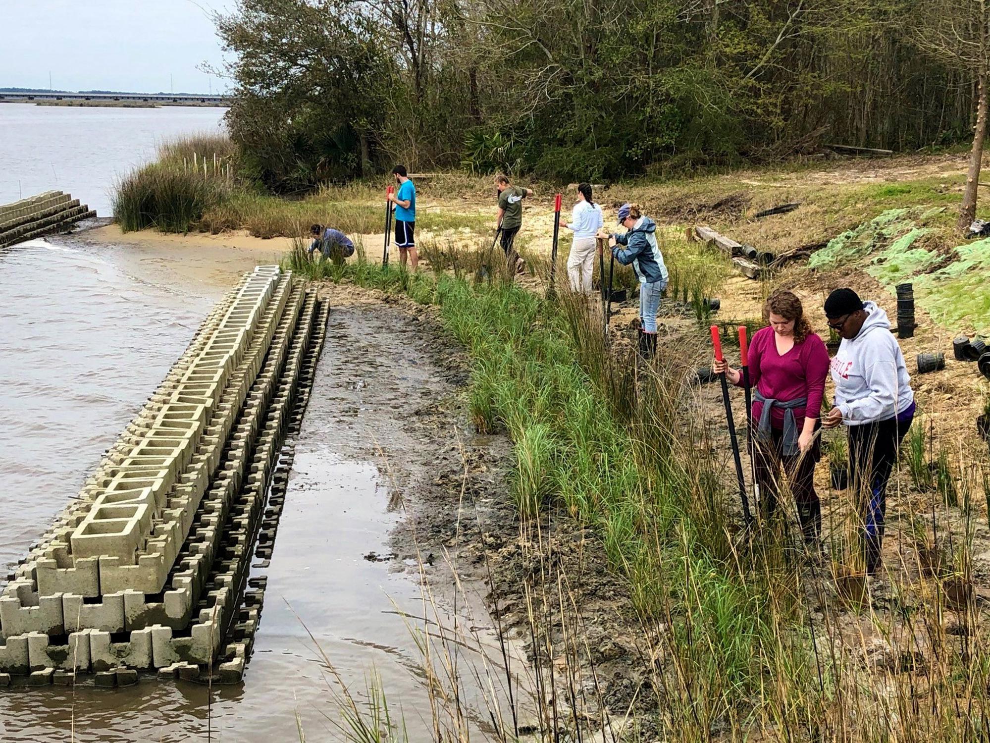 Seven people with garden shovels add grassy plants to a shoreline with large concrete bricks forming a long narrow formation in the water just off the shore.