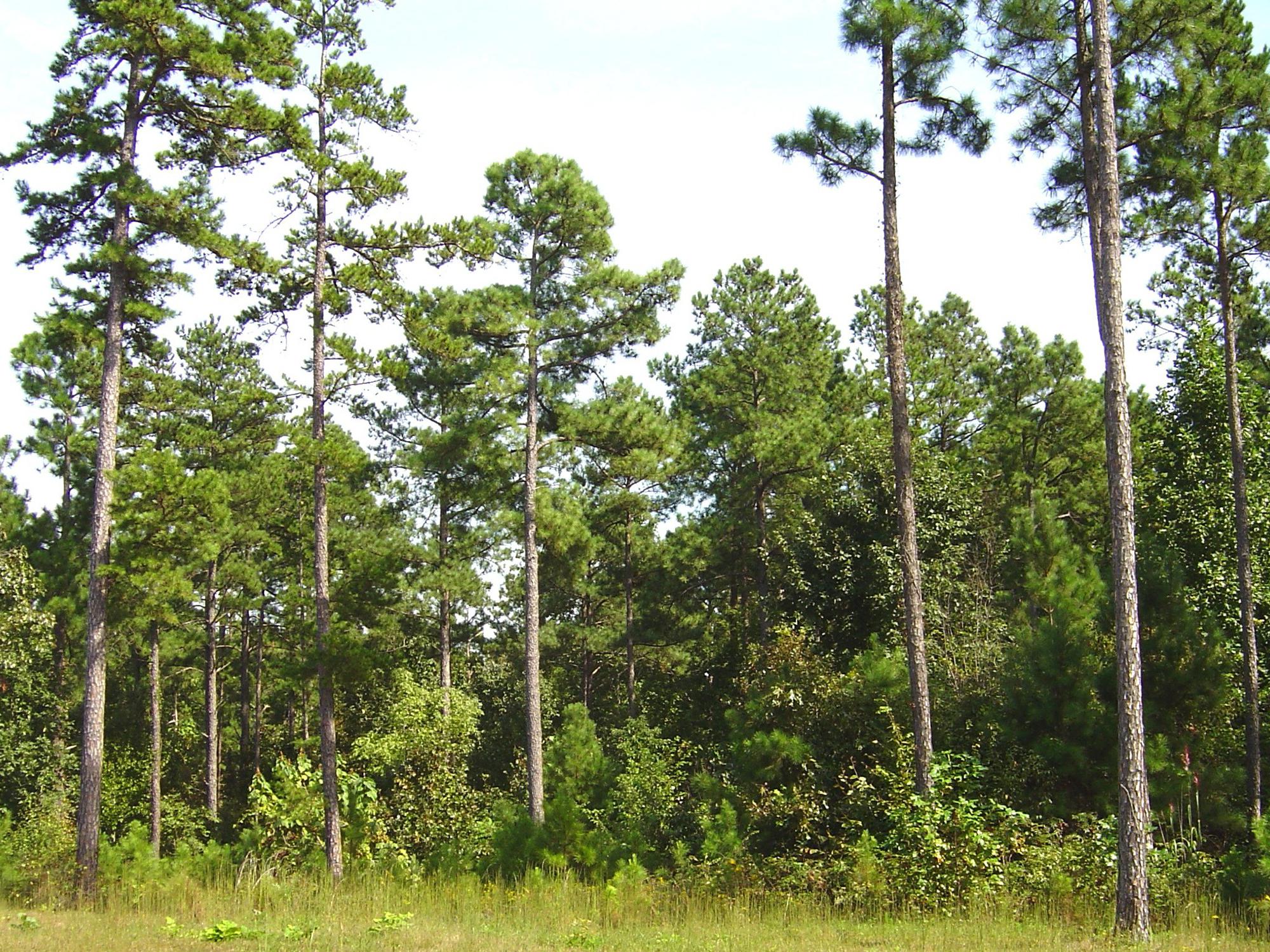 A stand of tall pine trees with significant amounts of green brush, grass and small trees growing beneath them.