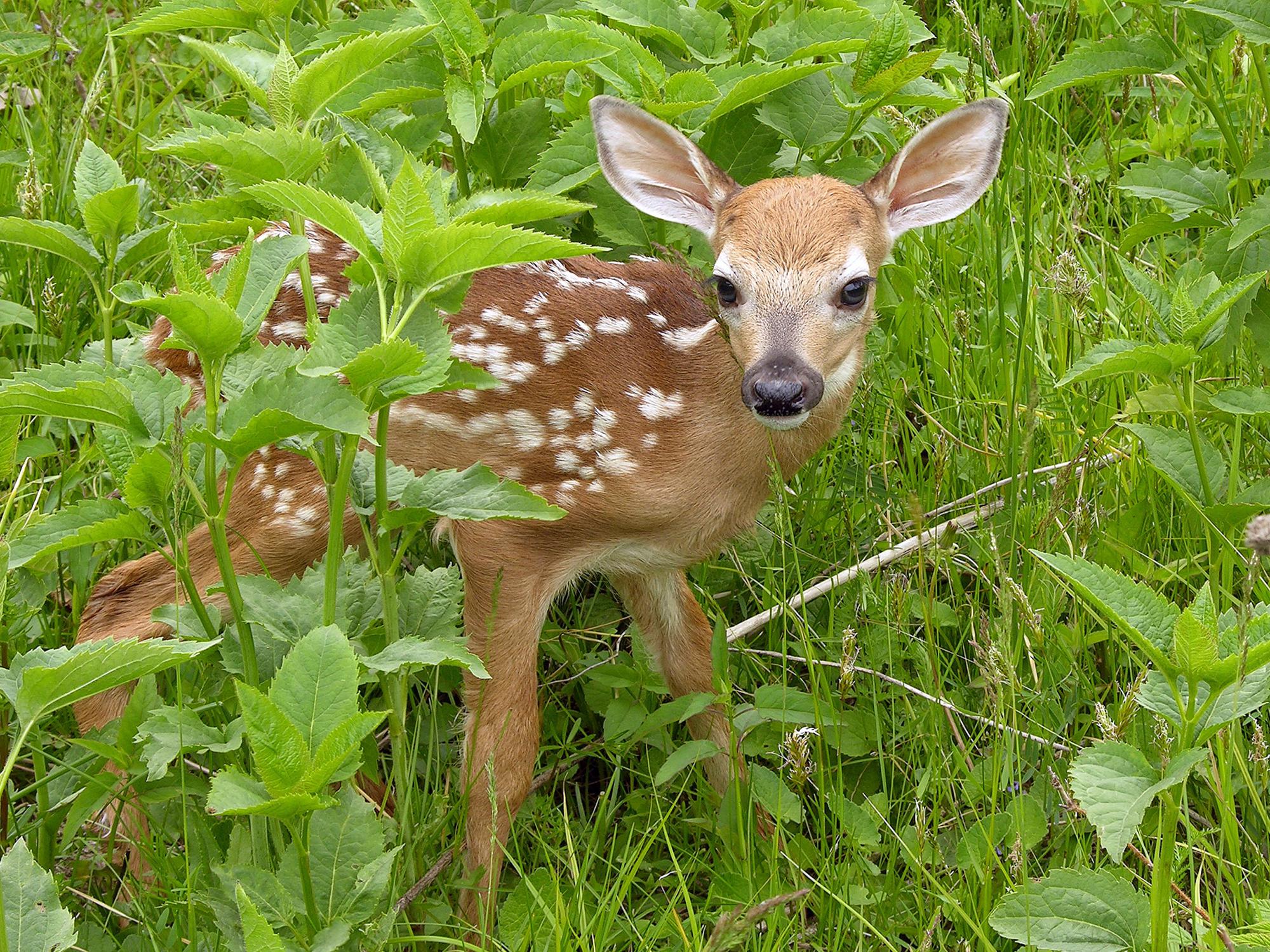 Surrounded by green leaves and grasses, a baby deer with spots looks toward the camera.