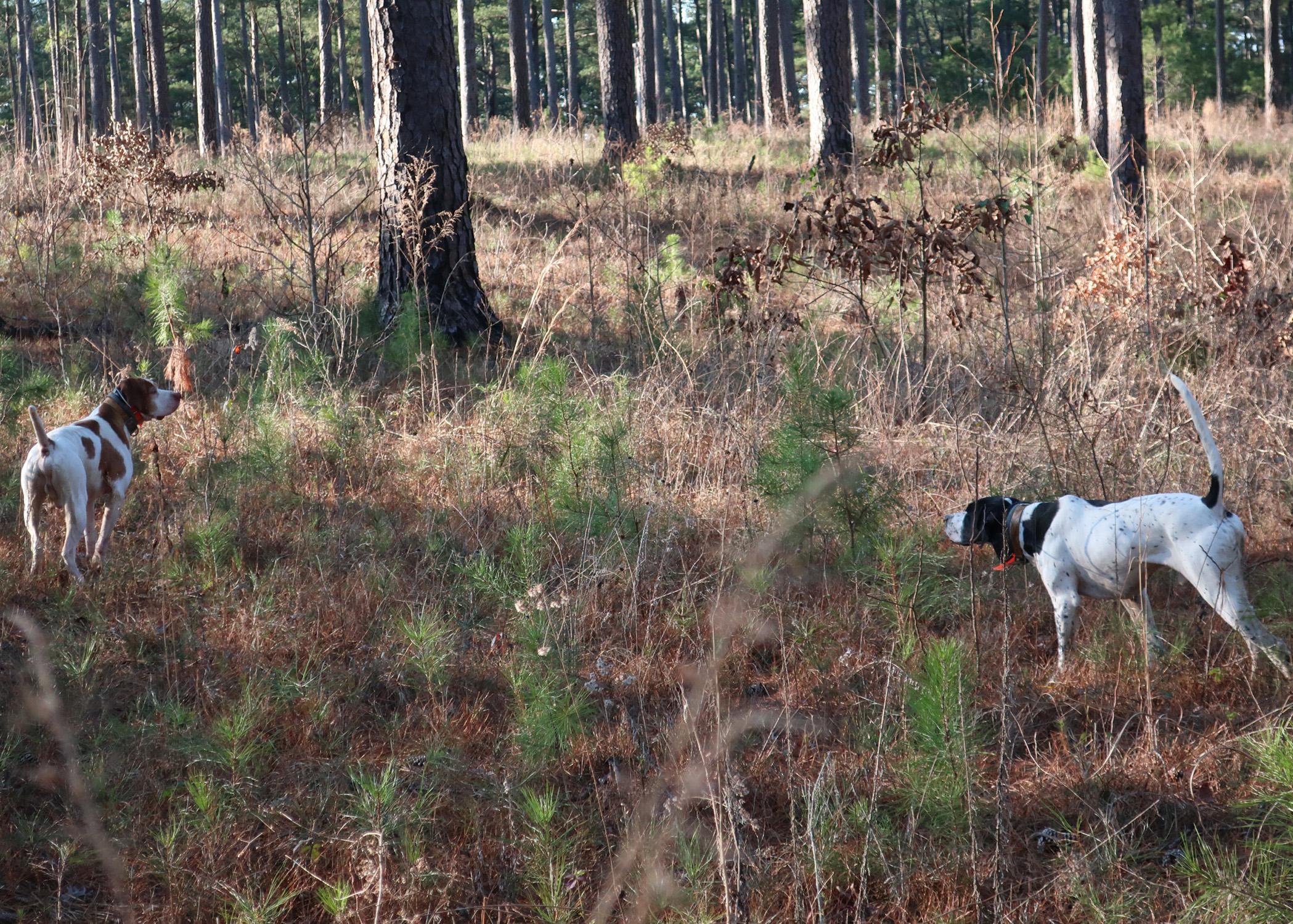 Two English Pointer hunting dogs tracking a scent in a forest.