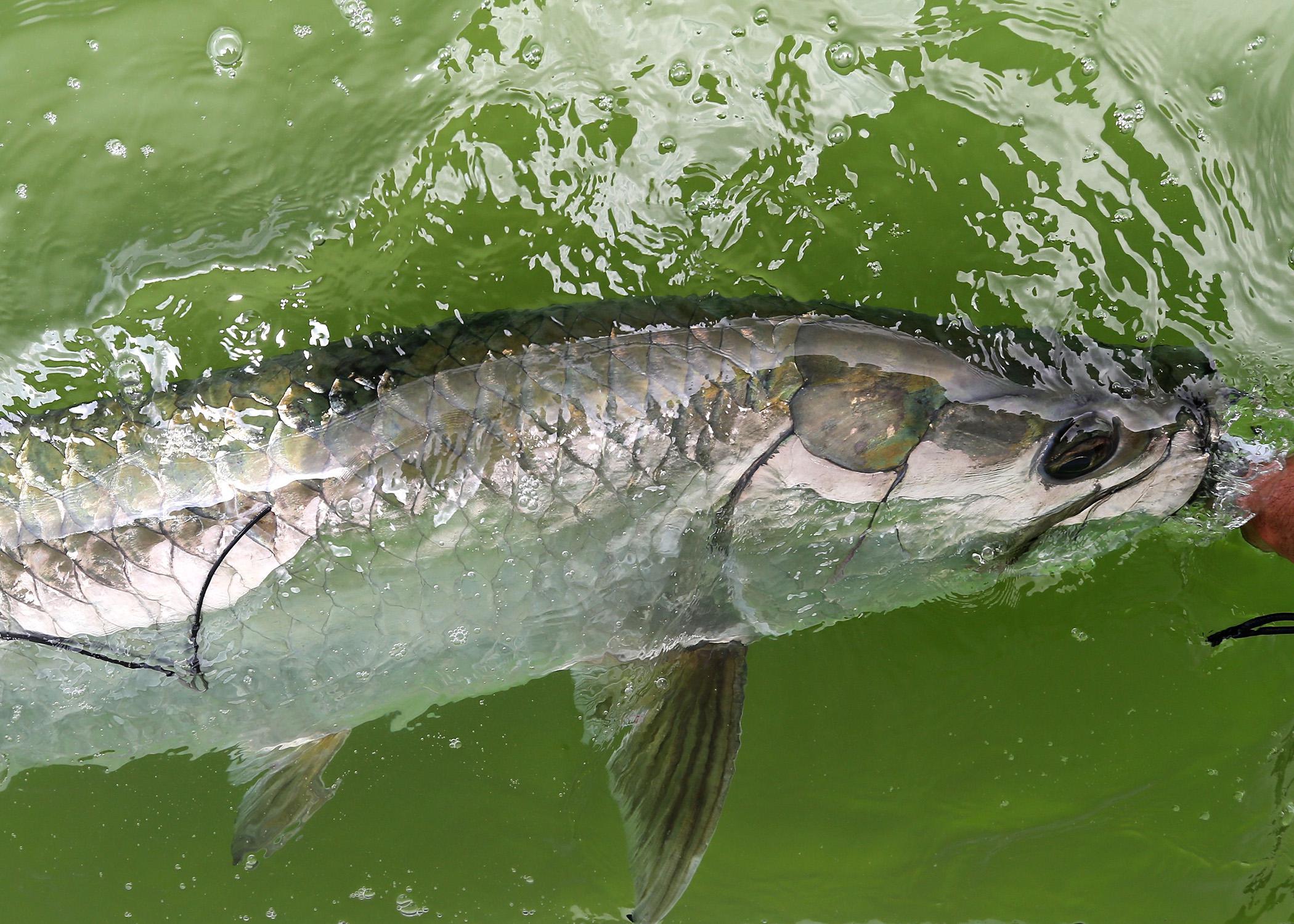 A silver fish is released into green water.