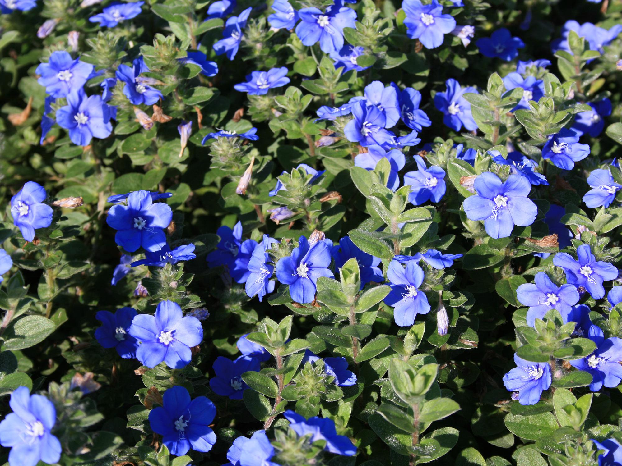 Dozens of blue flowers bloom above an uninterrupted sea of green leaves