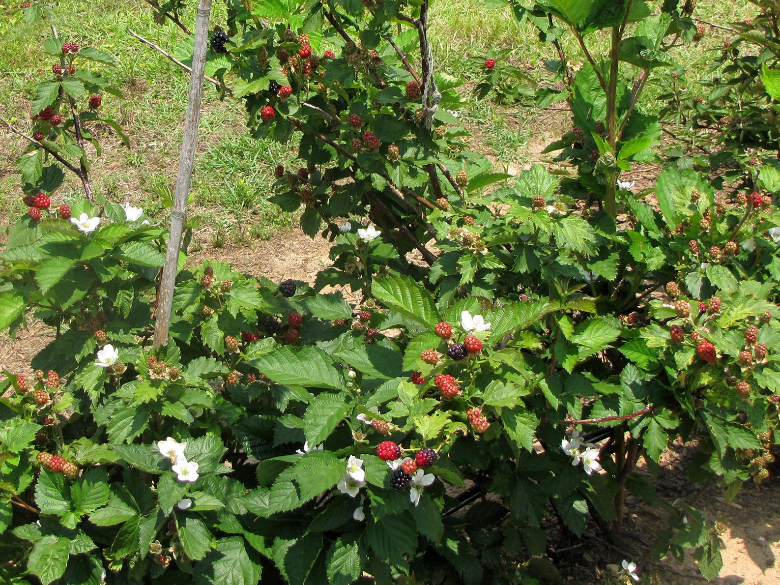 Green bushes grow in rows, holding red and black berries, along with a few white flowers, above their leaves.