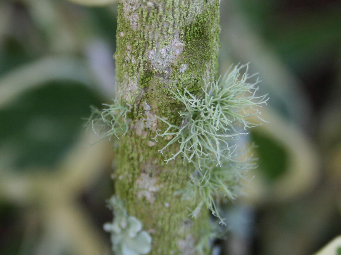 A light-green, round structure is attached to a branch, surrounded by multi-colored leaves.