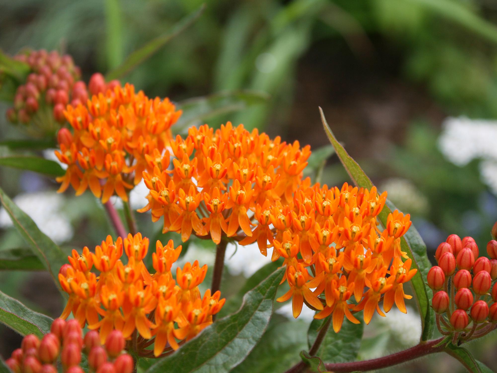 Small, orange flower petals cluster together on top of stems and leaves.