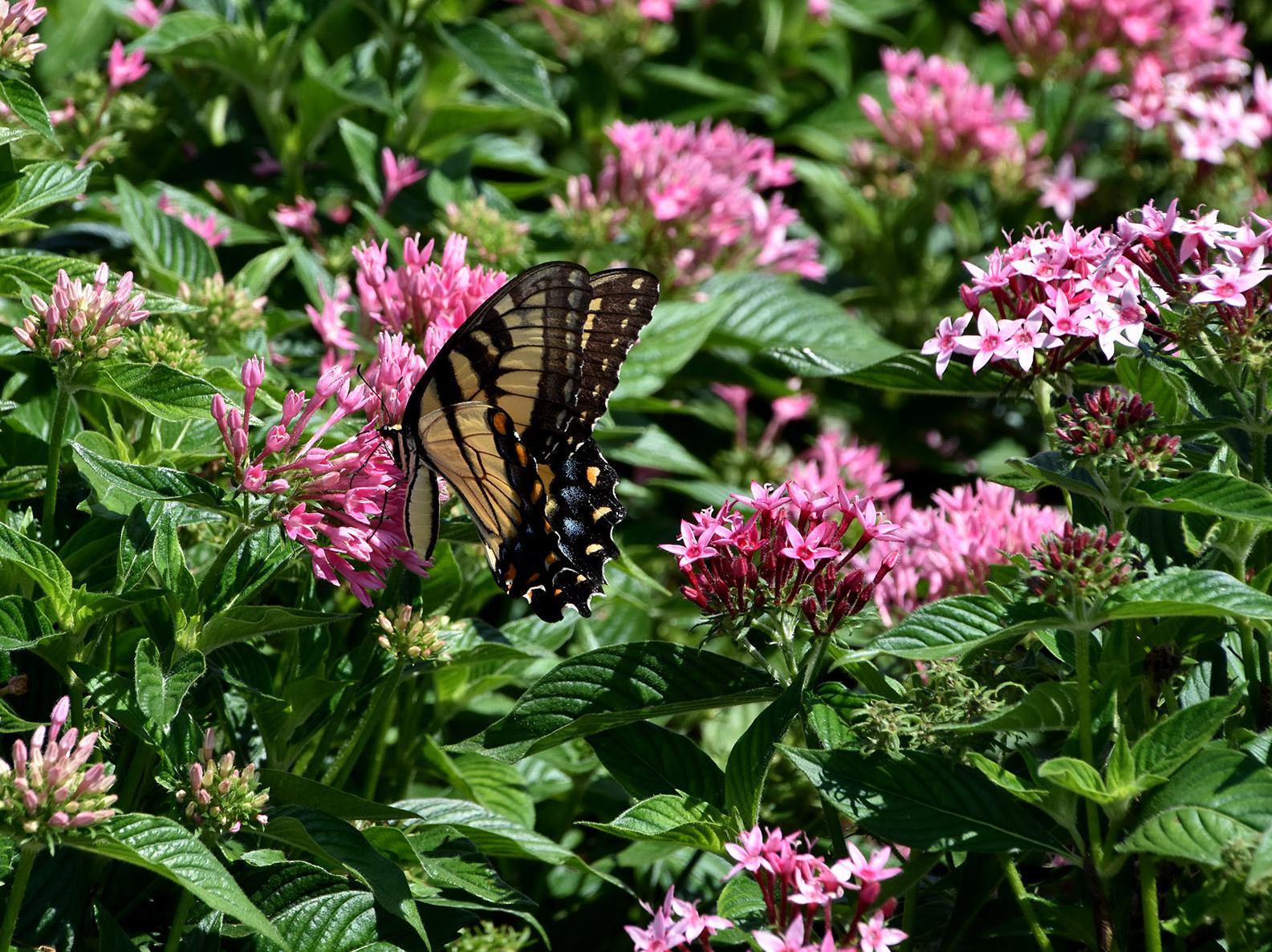 A tiger swallowtail butterfly rests on a cluster of pink blooms rising above green leaves.