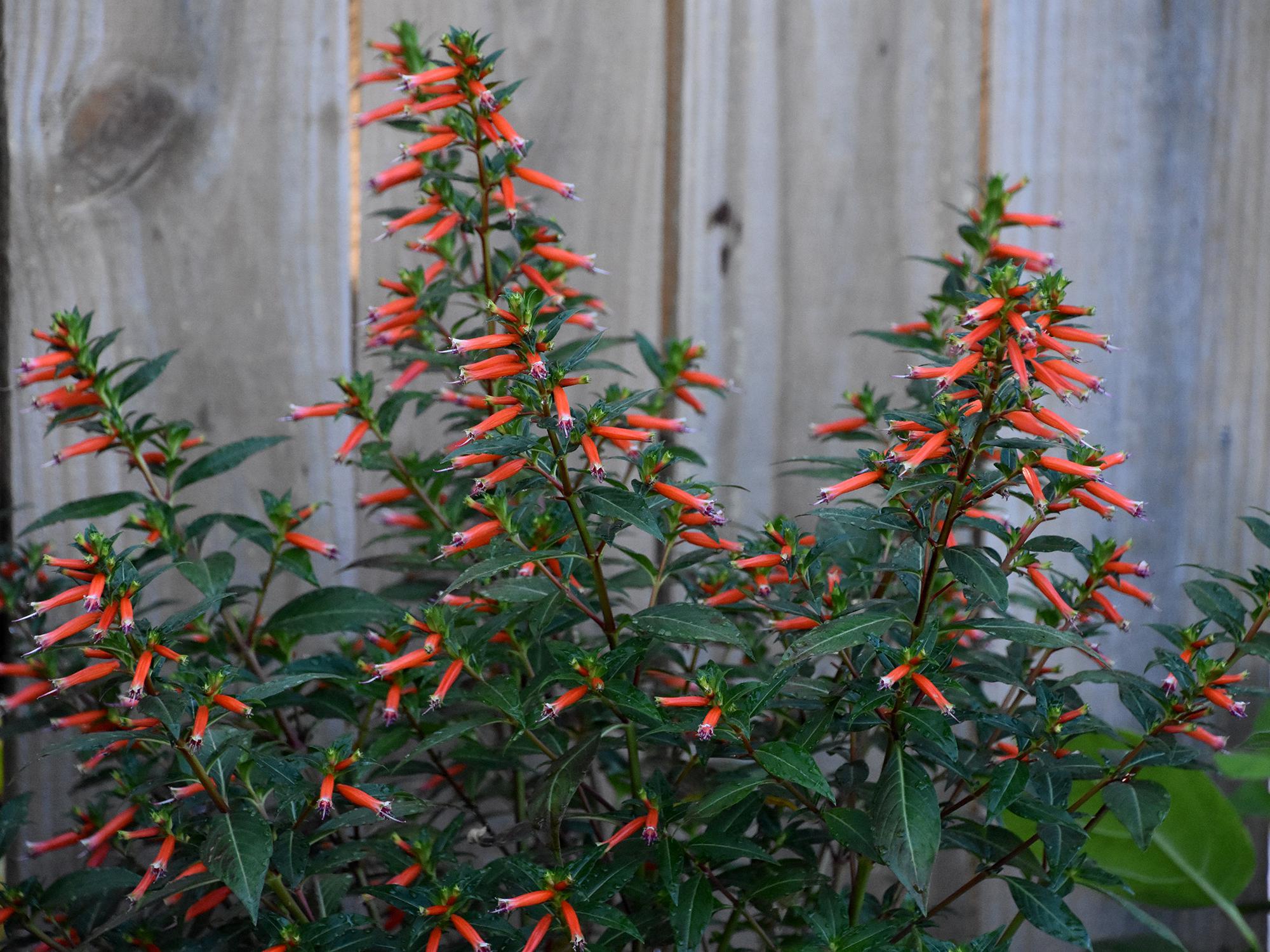 Dozens of small, orange, tube-shaped flowers line the upright branches of a small bush.
