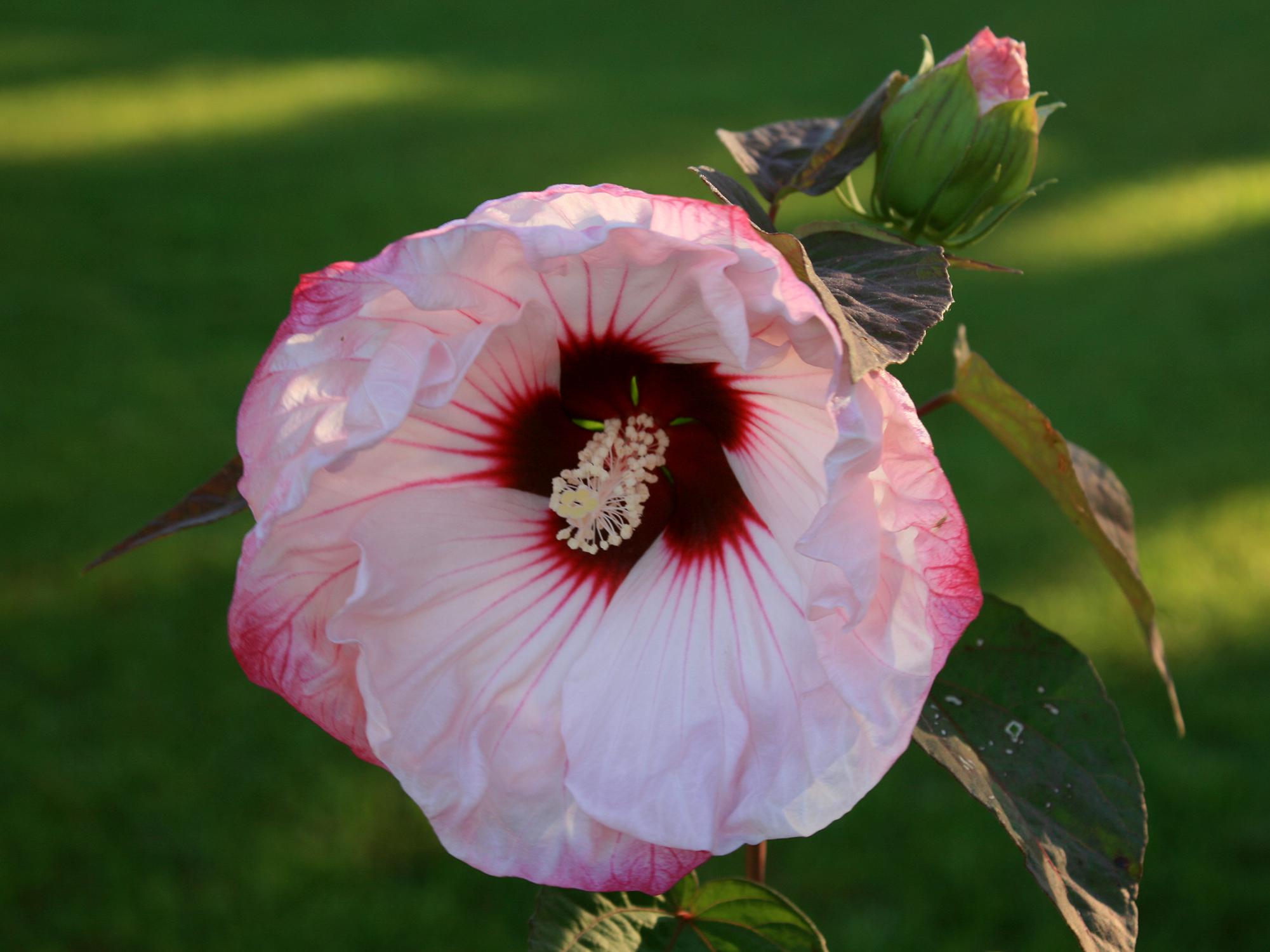 A single large bloom with red-tinged edges and a red center opens against a green background with a single bud above it.