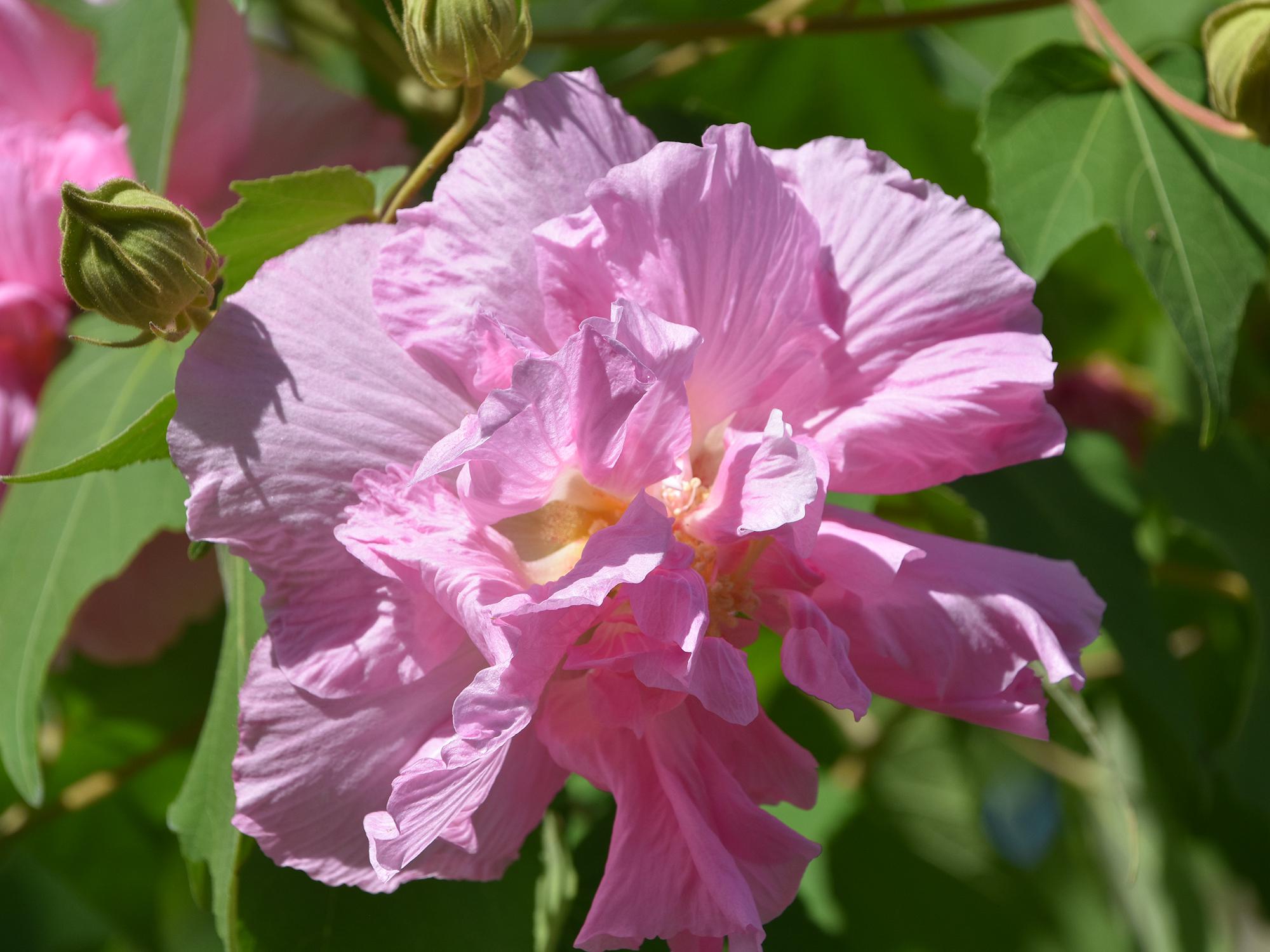 A pink flower in the foreground with foliage out of focus in the back.
