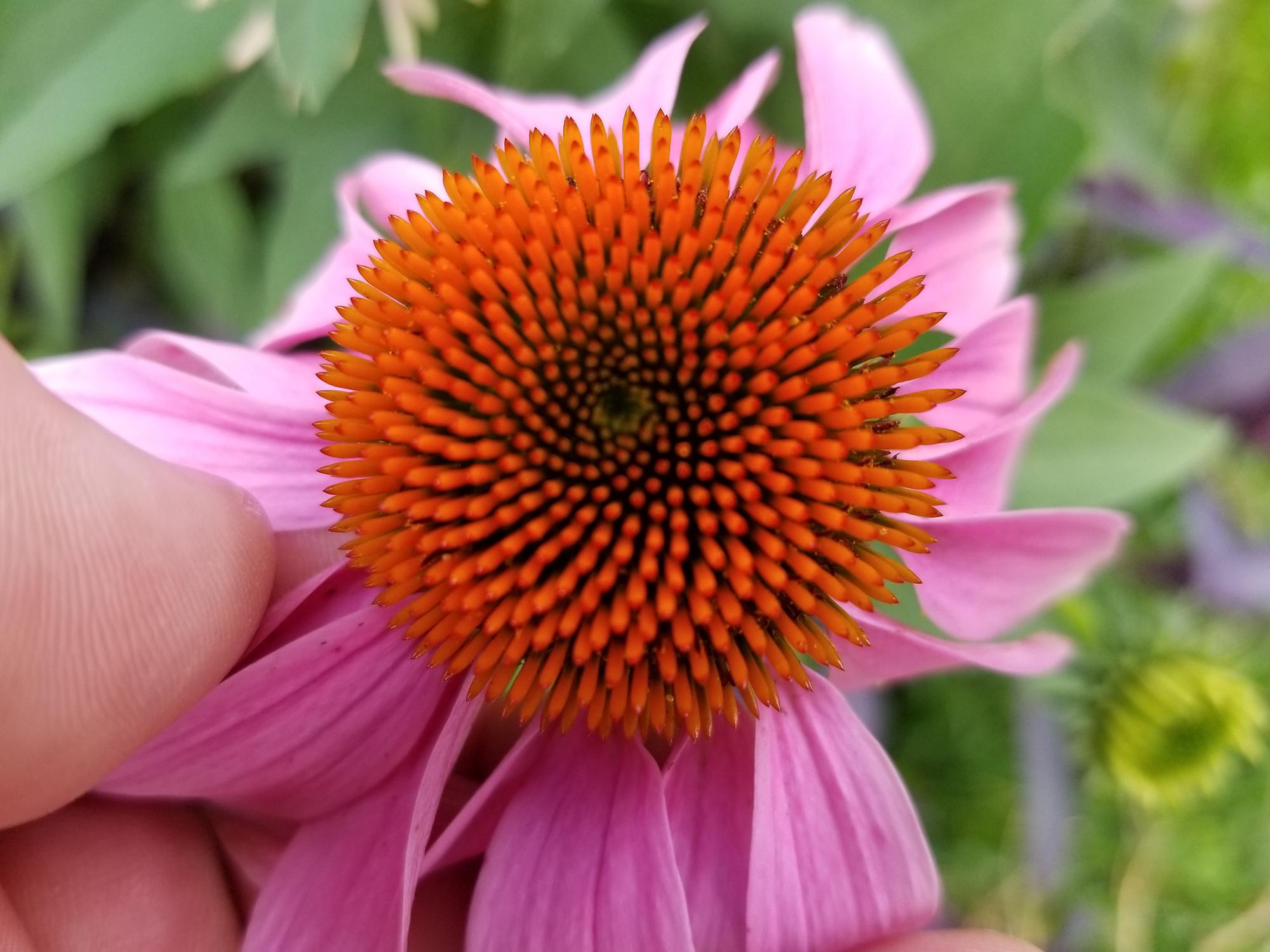 A thumb and fingers hold back the pink petals of a flower to reveal the spiny, orange center.