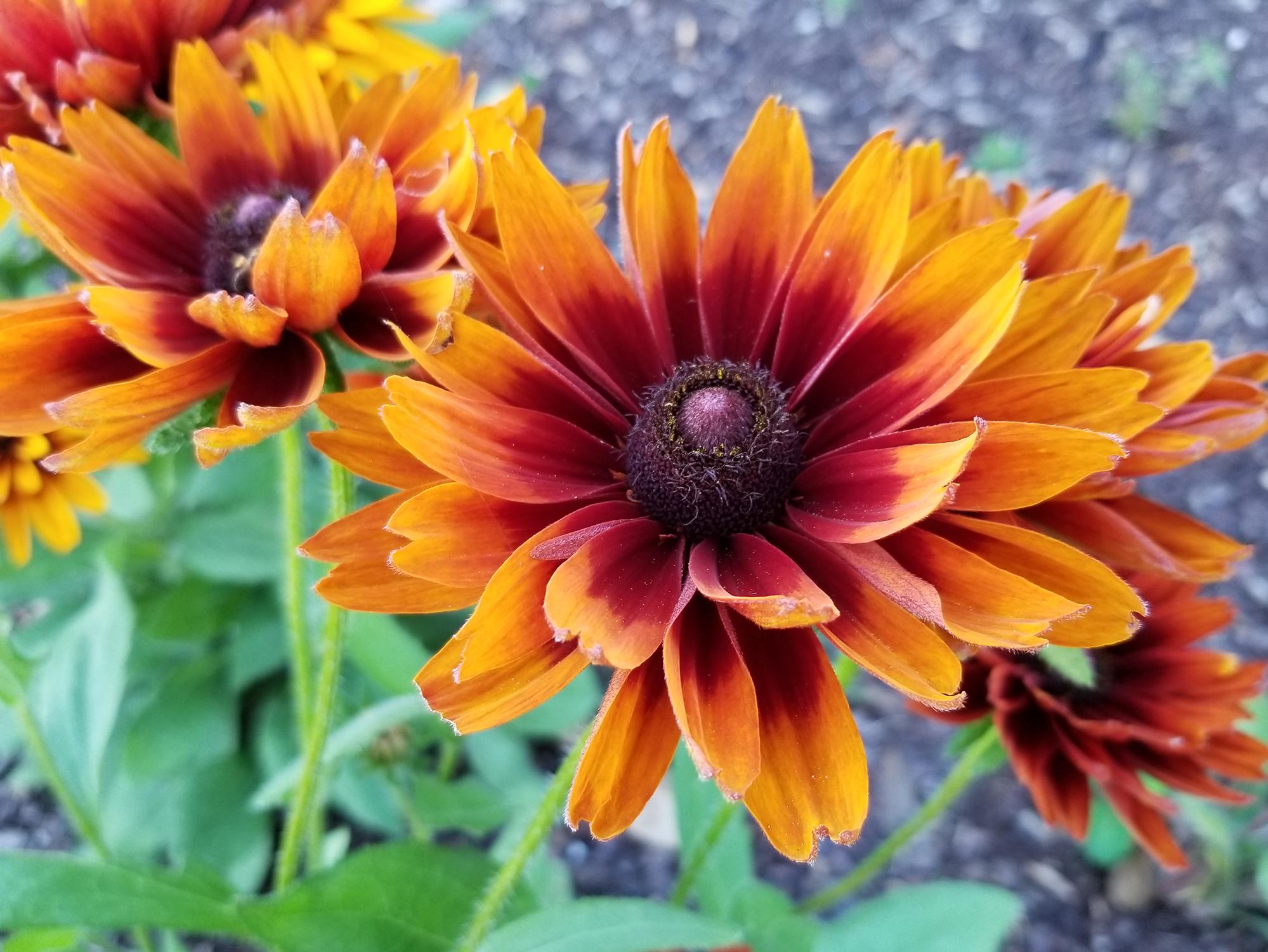 A single, large bloom in orange, red and brown commands the center of this photo, with others of similar color in the background.