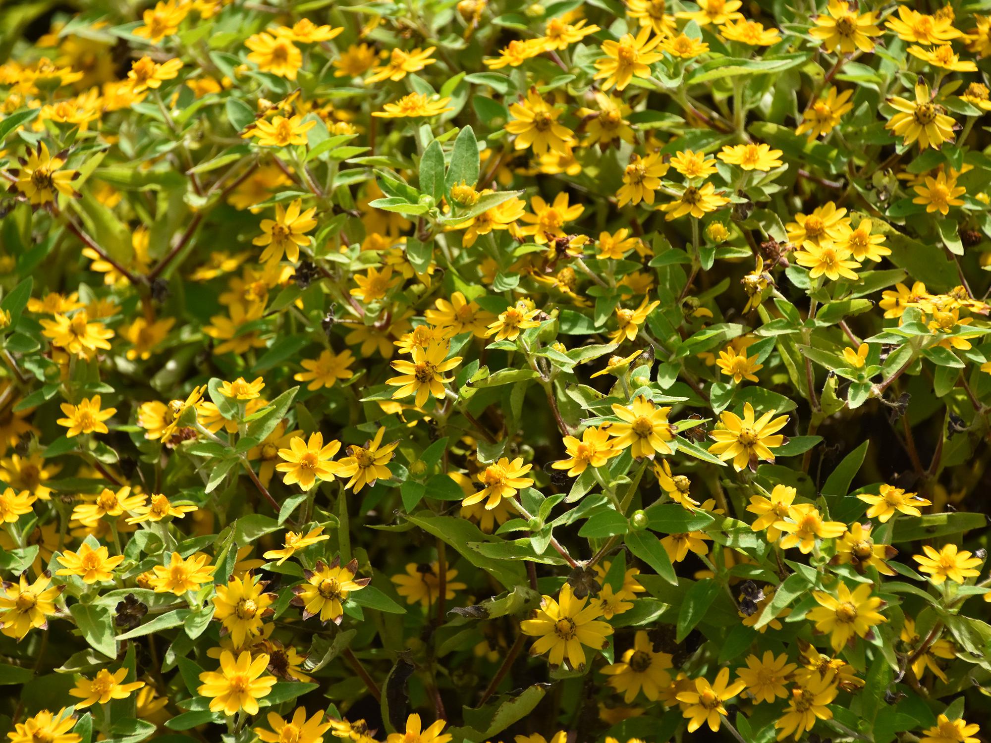A bed of yellow flowers with green leaves.