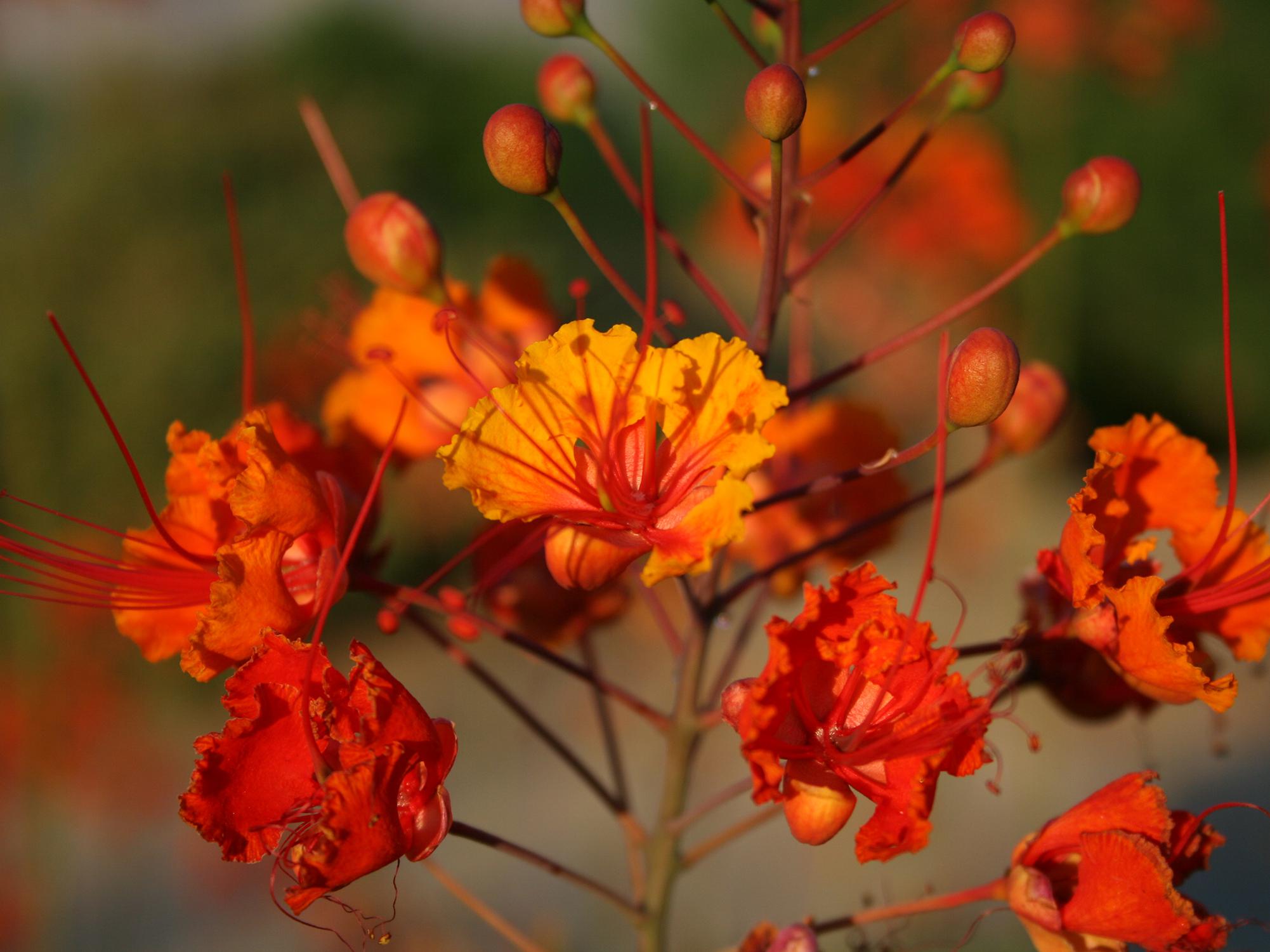 A cluster of orange flowers with red stamens.