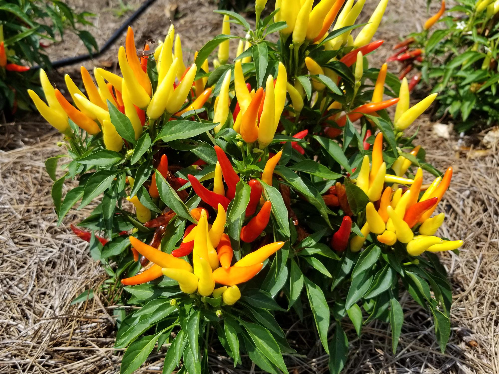Plants with mostly yellow peppers and some orange and red peppers perched on a bed of pine straw.