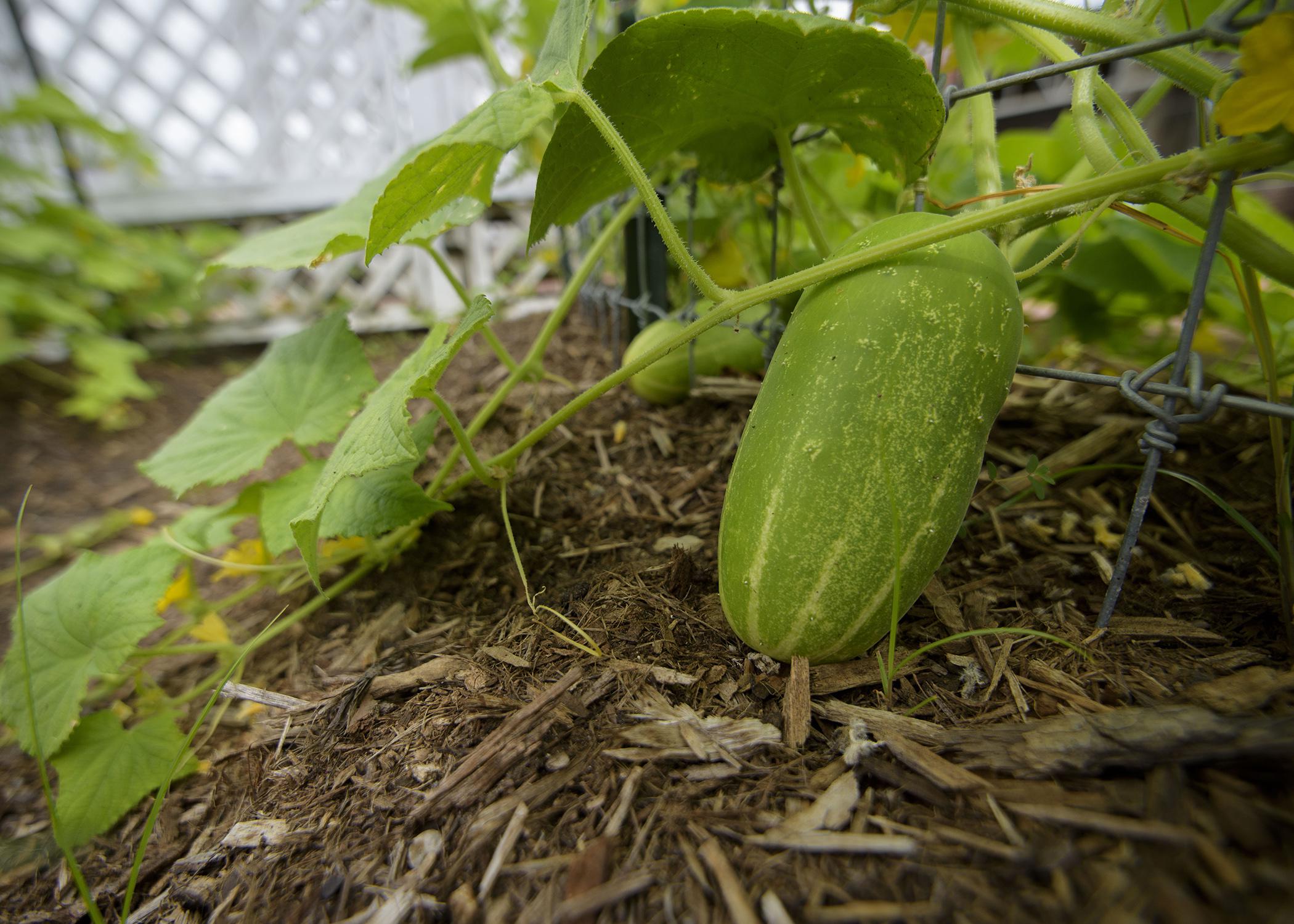 A close-up photo of a green cucumber growing on a vine with another visible in the background.