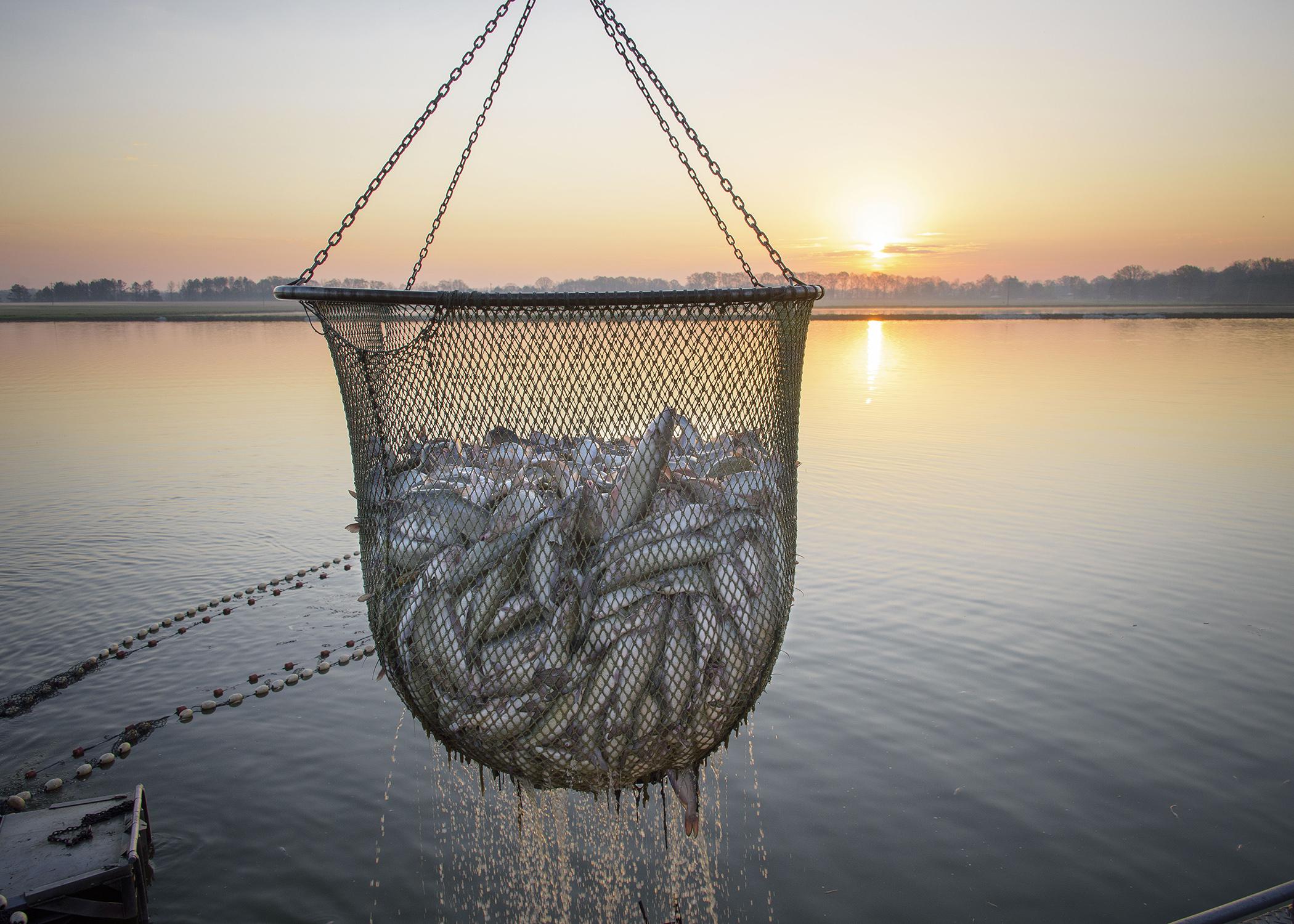 A basket of catfish hovers above a pond and against a sunset background.