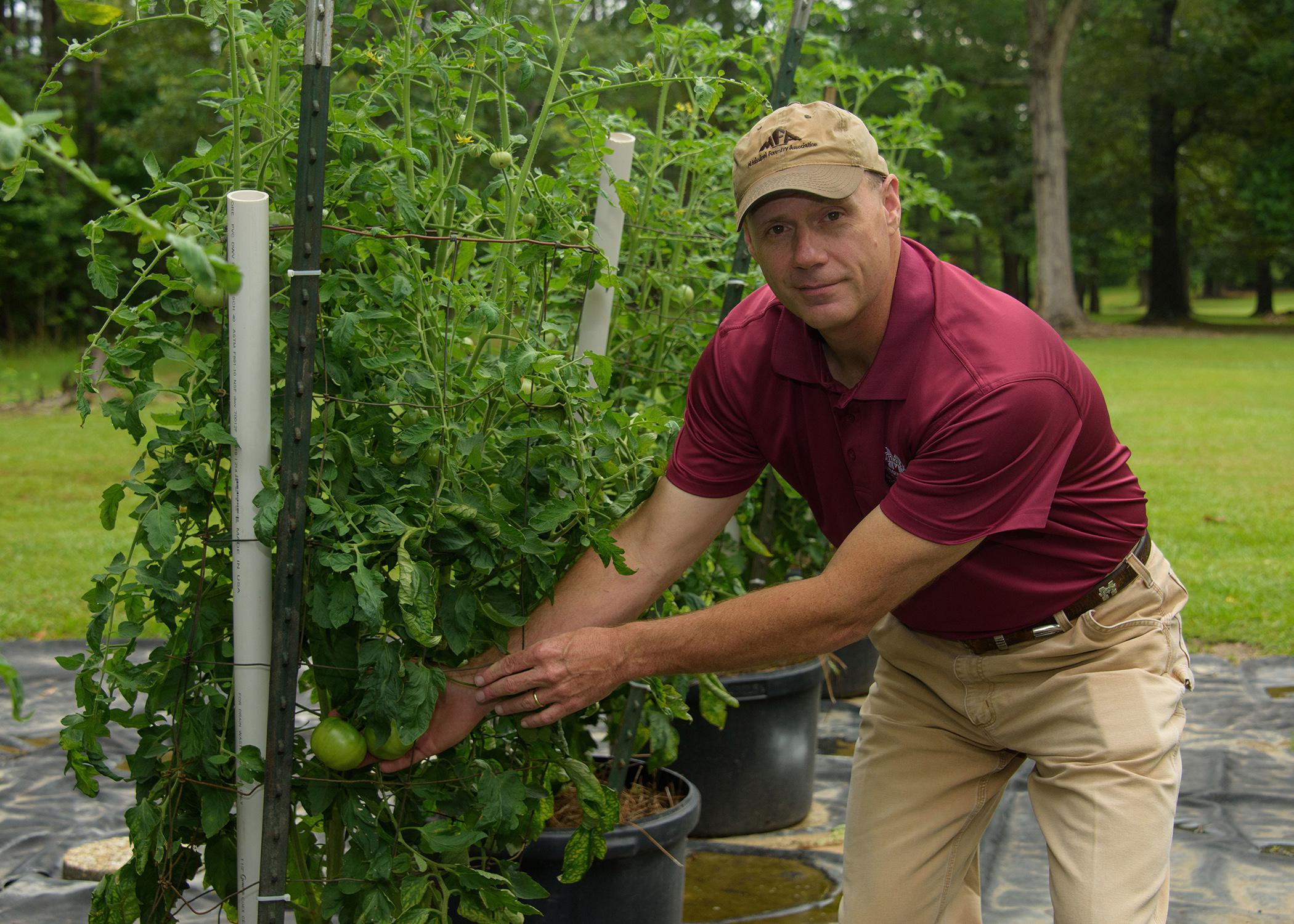 A man wearing a baseball cap reaches toward a green tomato growing on a large, caged plant.