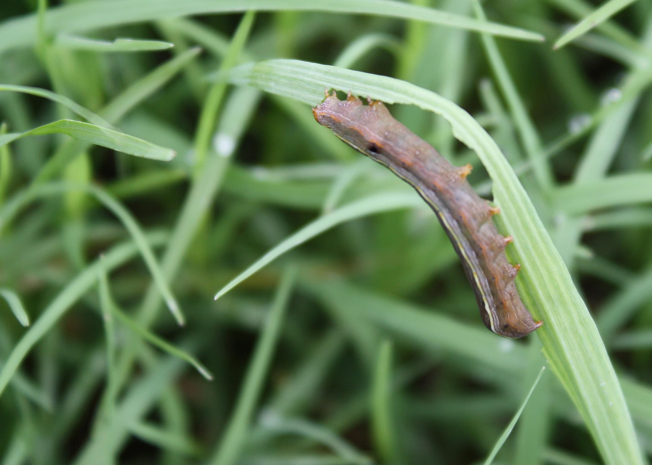 A brown caterpillar hangs upside down on a curving blade of grass.