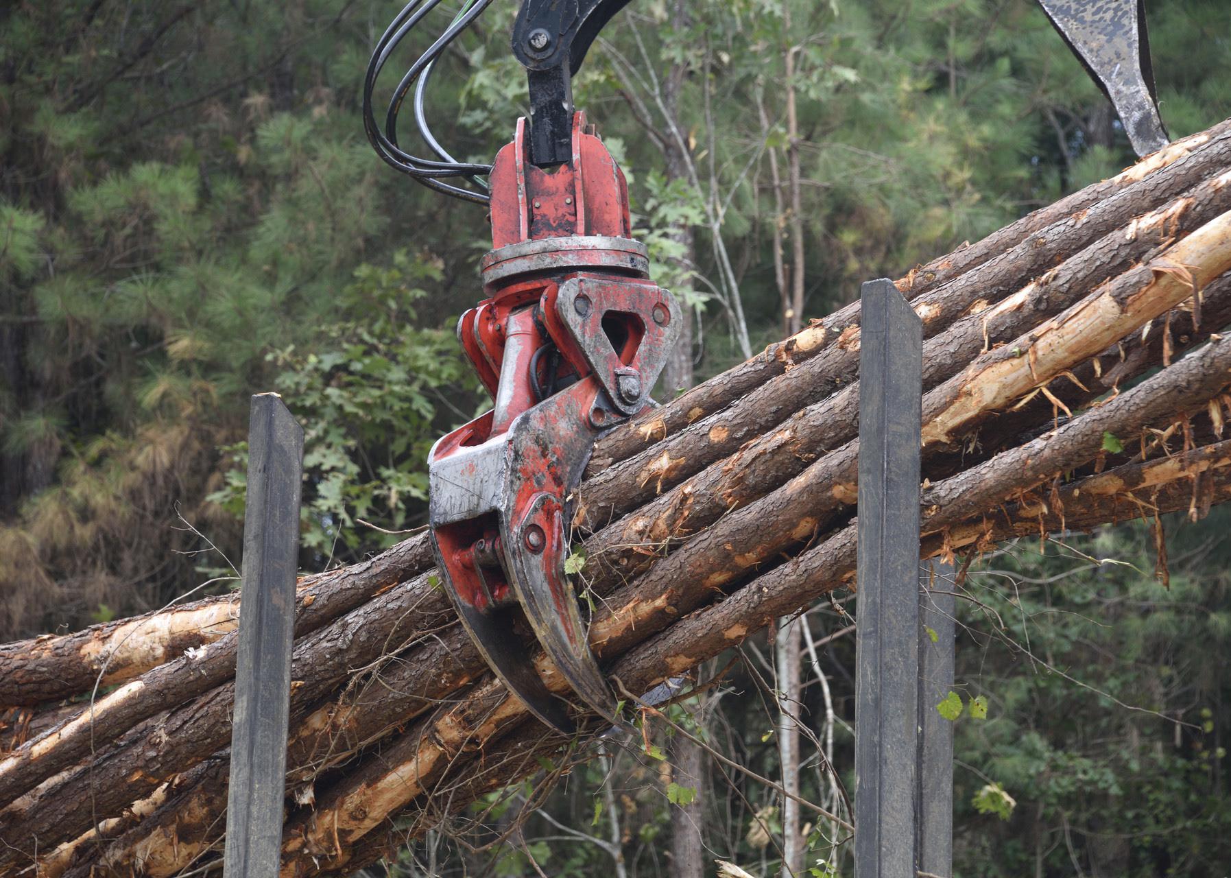 Logging tongs bundle timber.