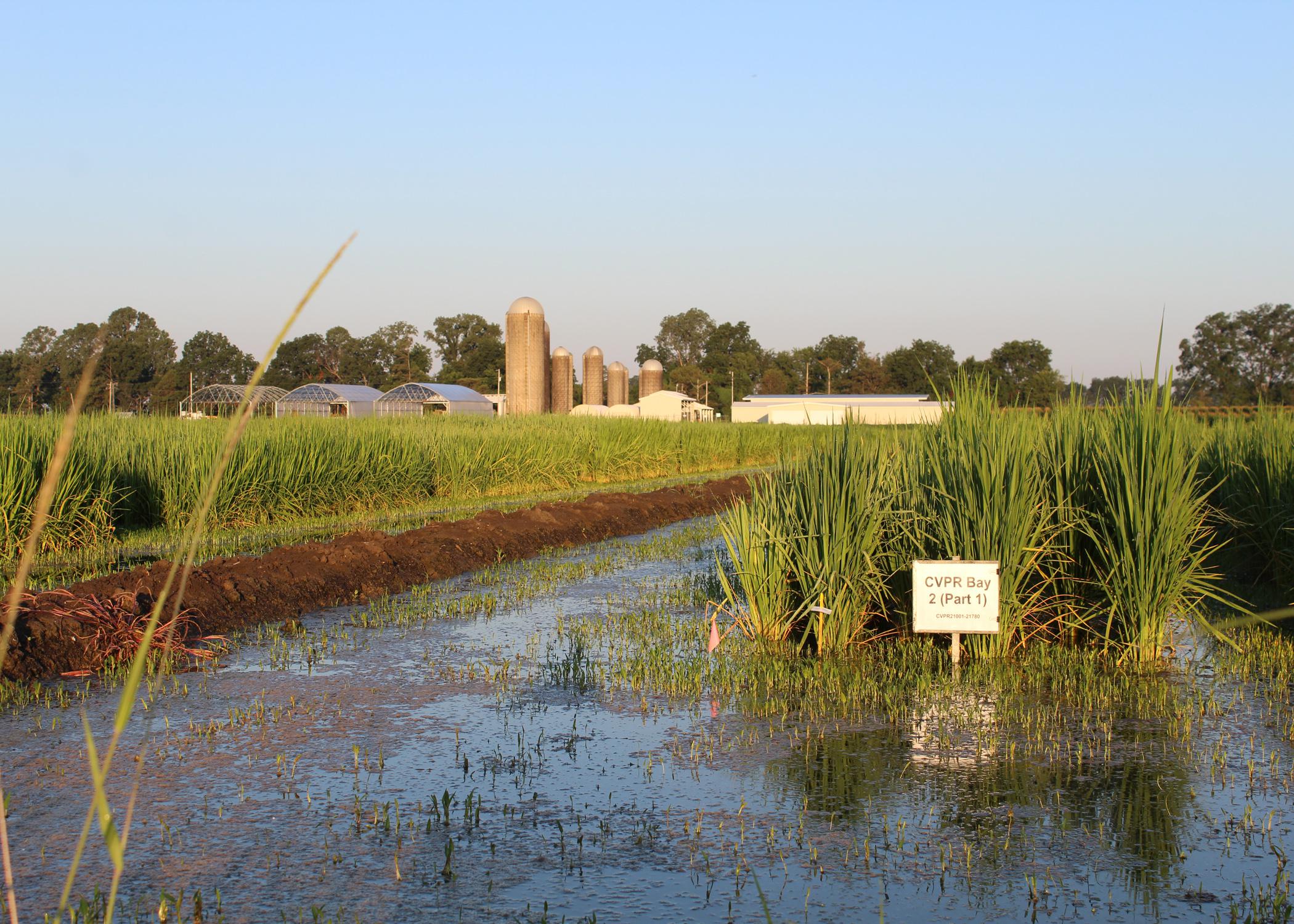 Rice growing in a wet field.