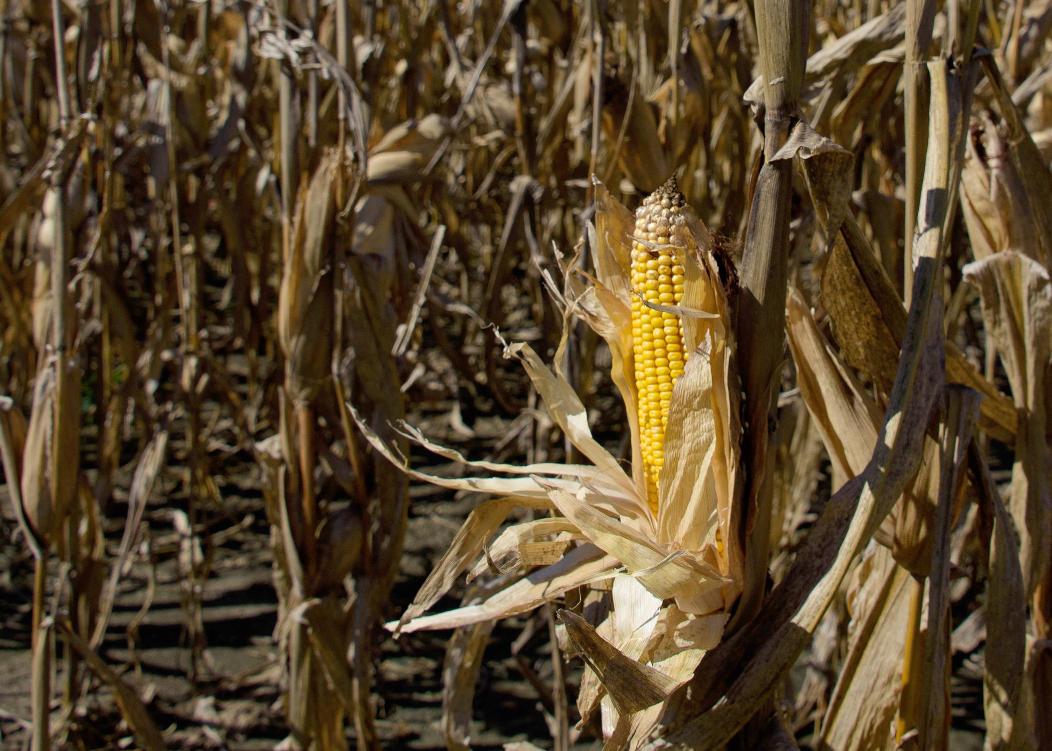 An ear of corn in front of a backdrop of stalks.
