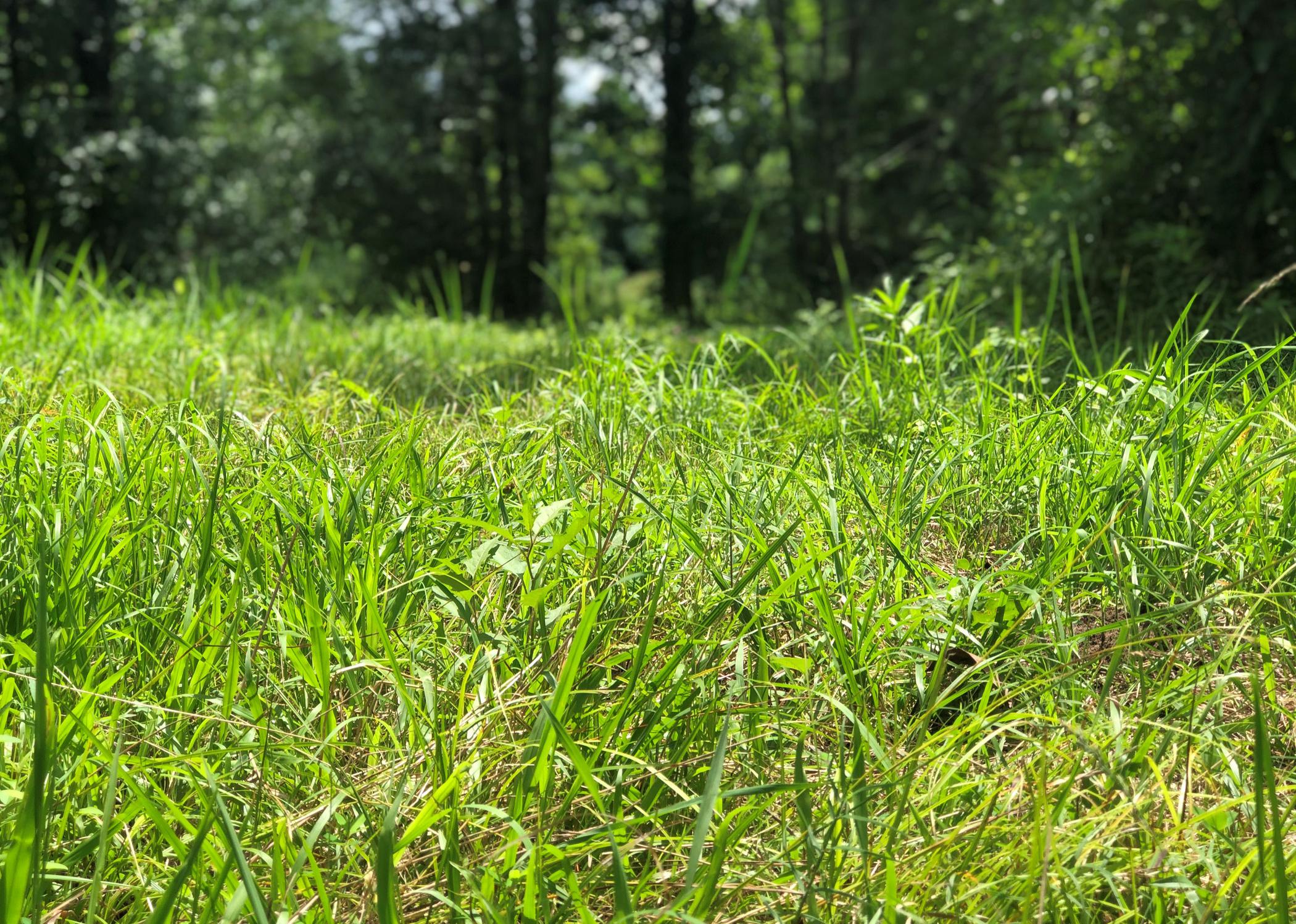 A close-up of tall grass with trees in the background.