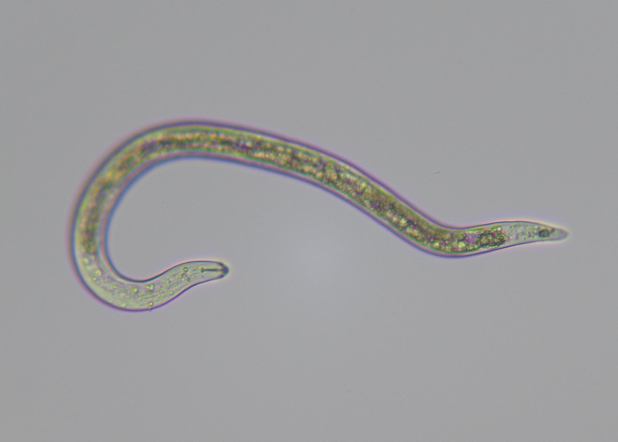 Image shows a transparent, worm-like creature.