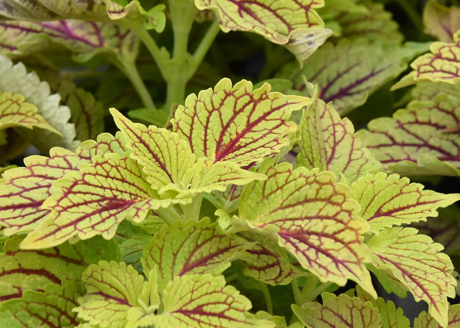 Maroon veins stand out on a sea of chartreuse leaves.