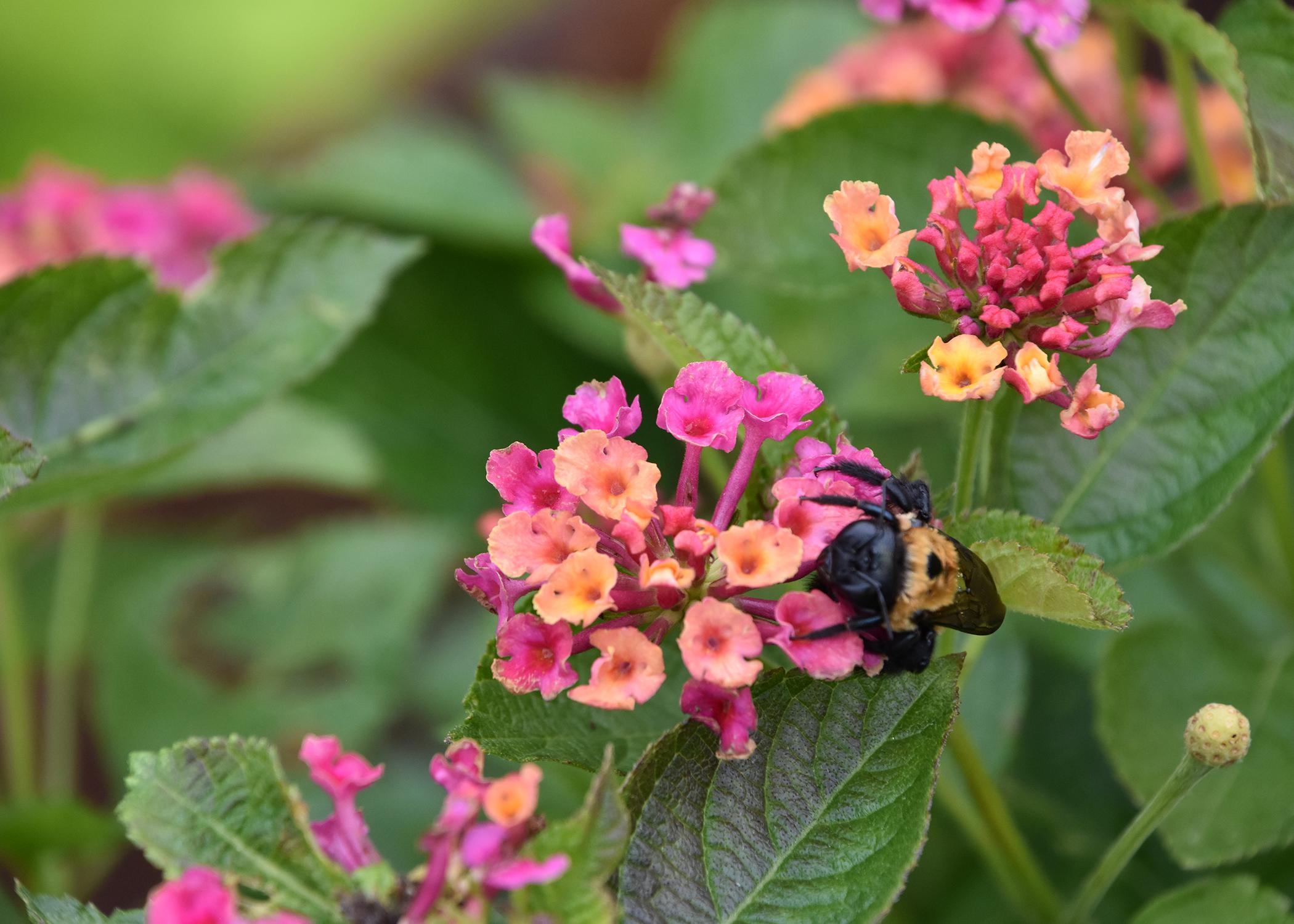 A bumblebee climbs on a single, pink-and-orange cluster of blooms.