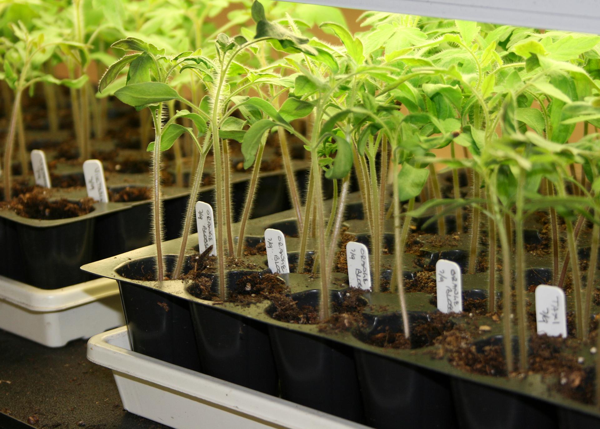 Slender, green seedlings grow in rows under lights in black trays marked by white tags.