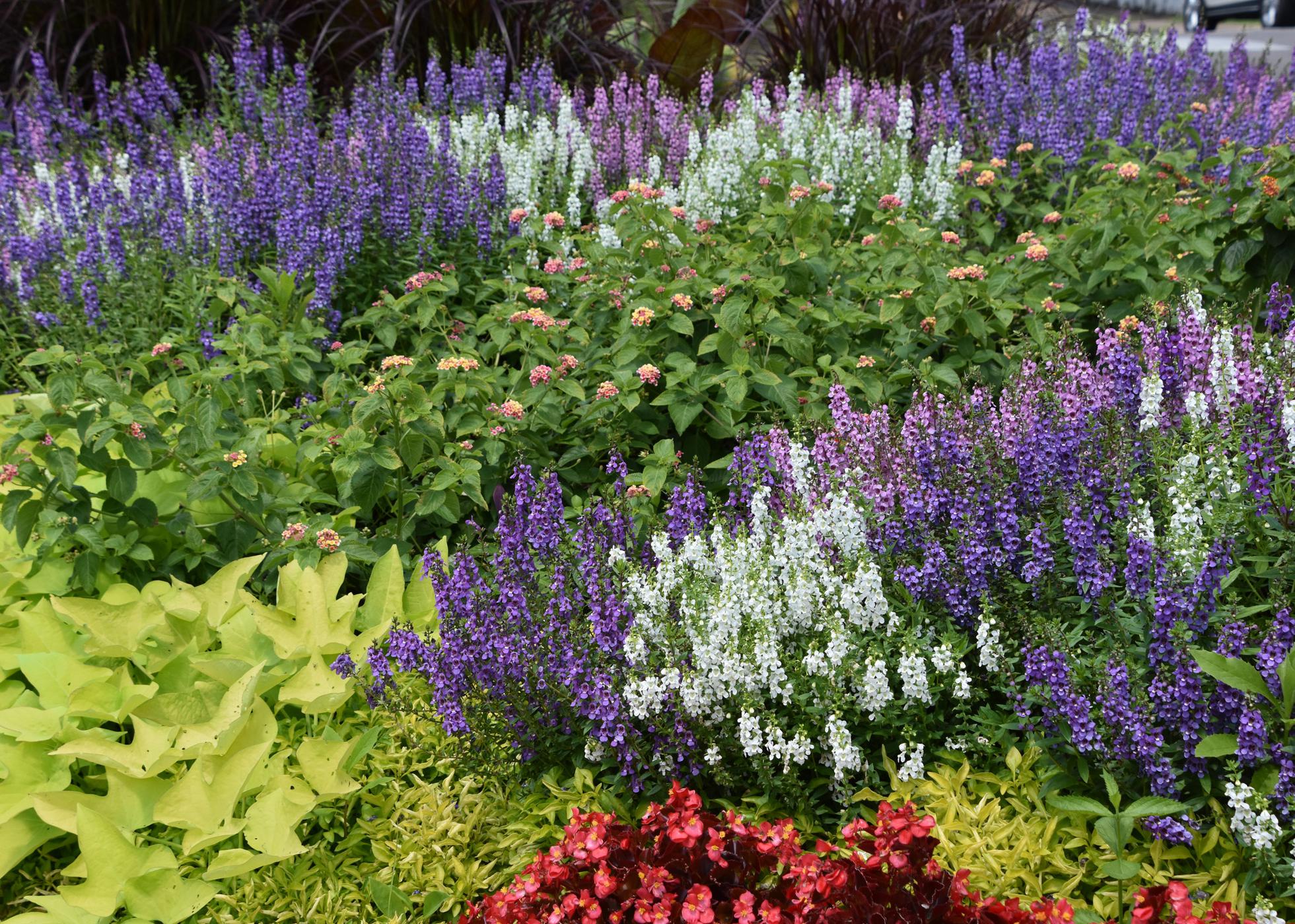 White and purple flower stalks are massed in a bed with a variety of pink flowers and different colors and shapes of green leaves.