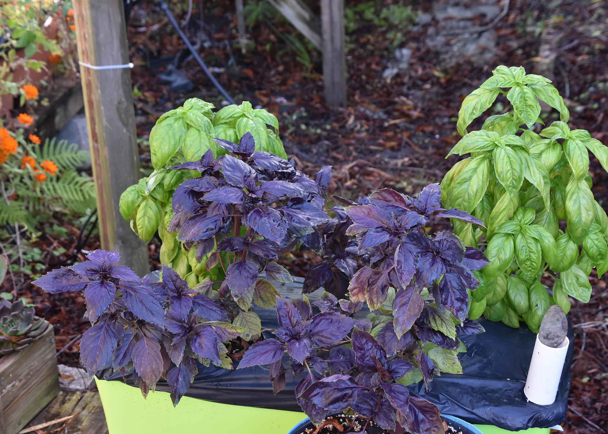 Purple and green plants grow from a rectangular, green container on the ground.